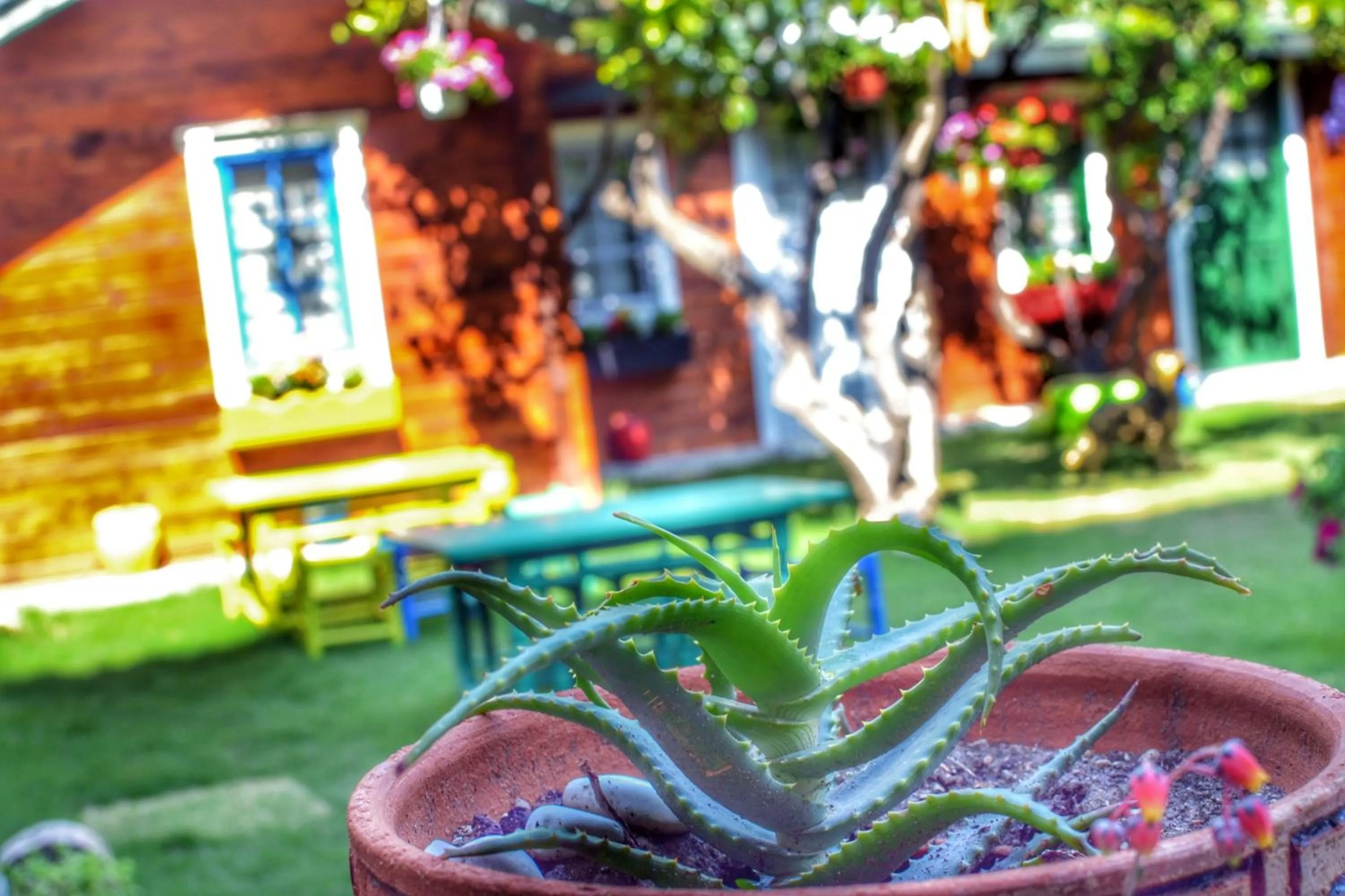 Garden view in Pirlanta Butik Hotel