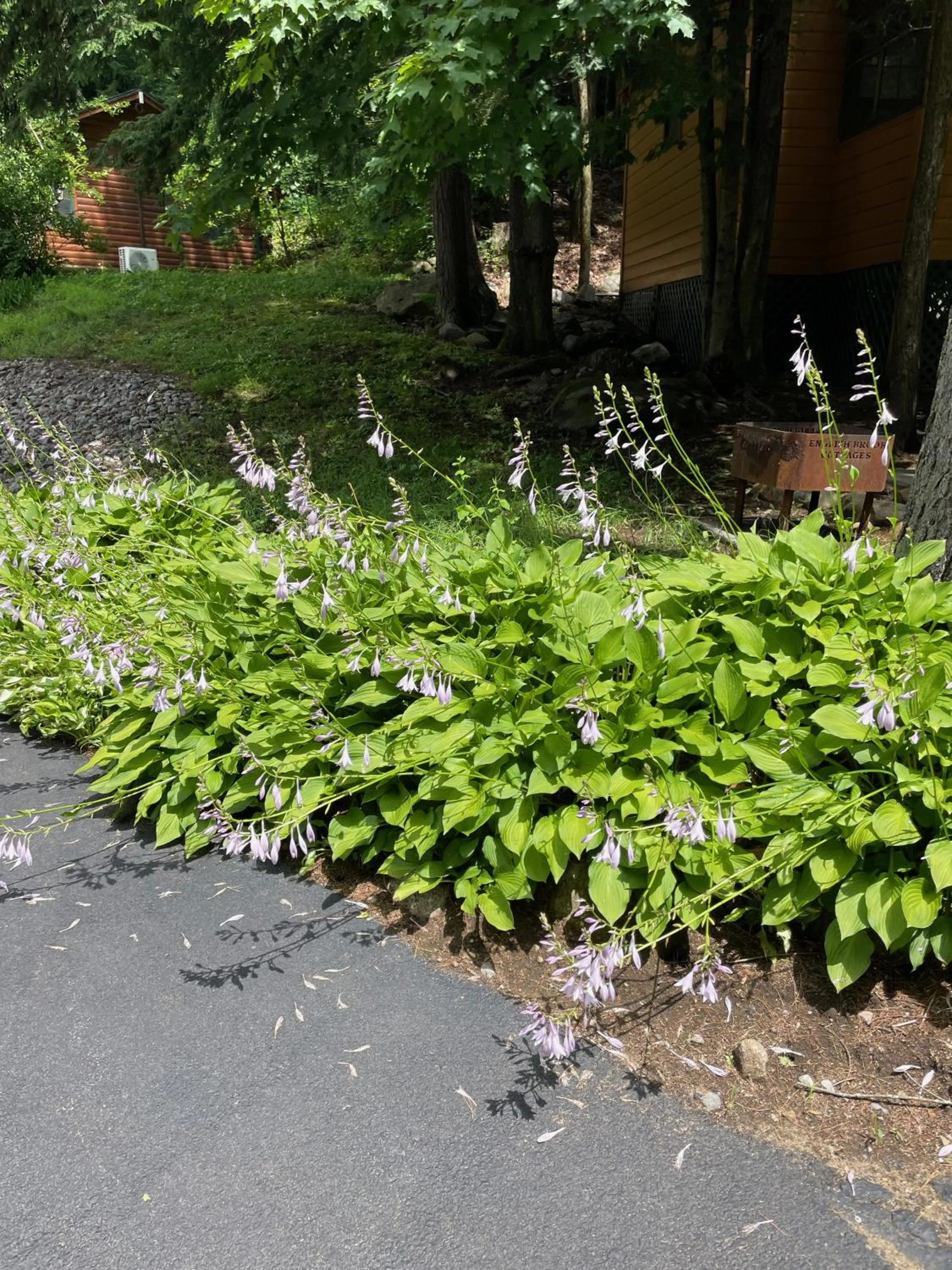 Natural landscape in English Brook Cottages