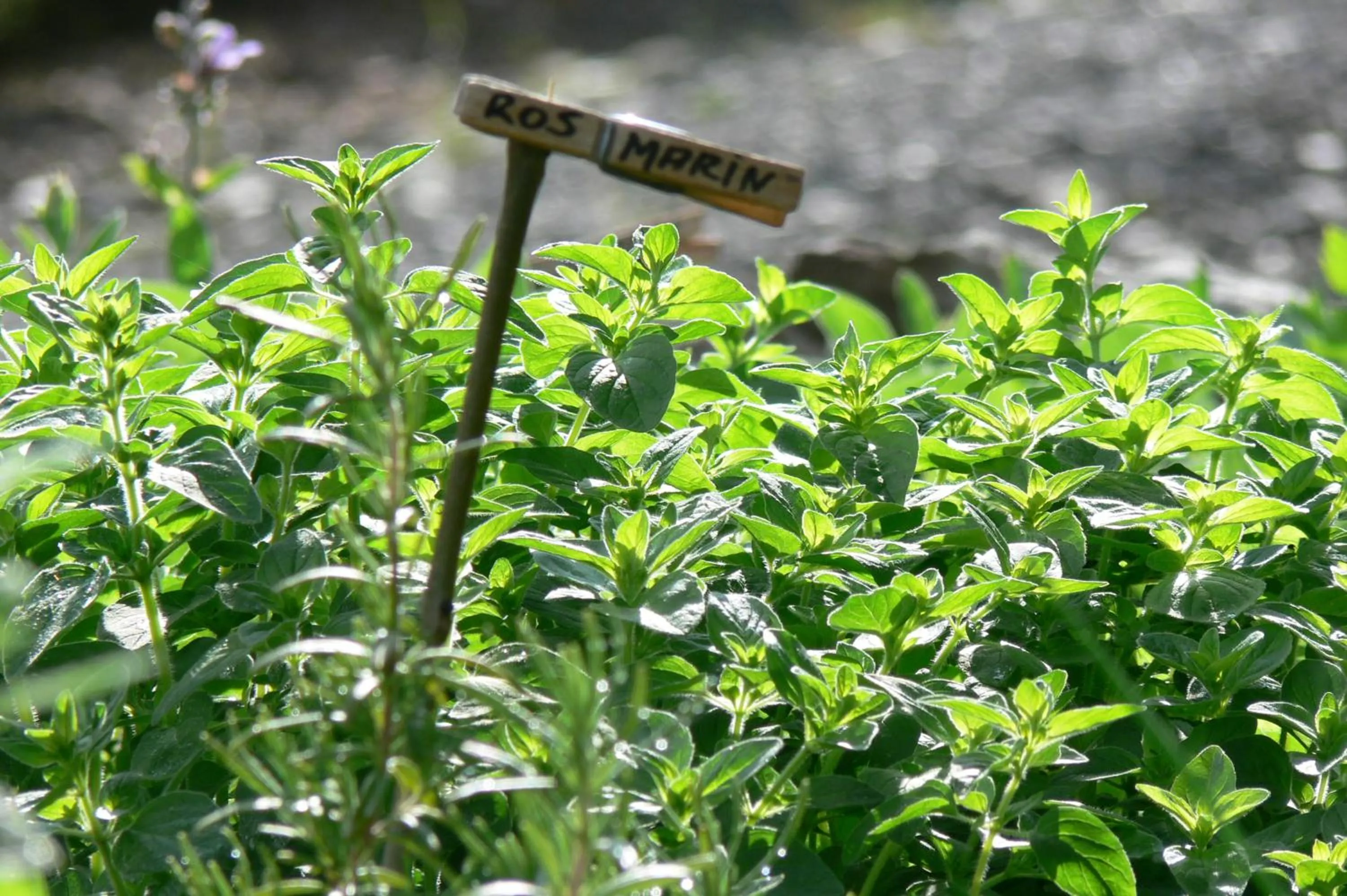 Garden in Landidyll Landhaus Liesetal