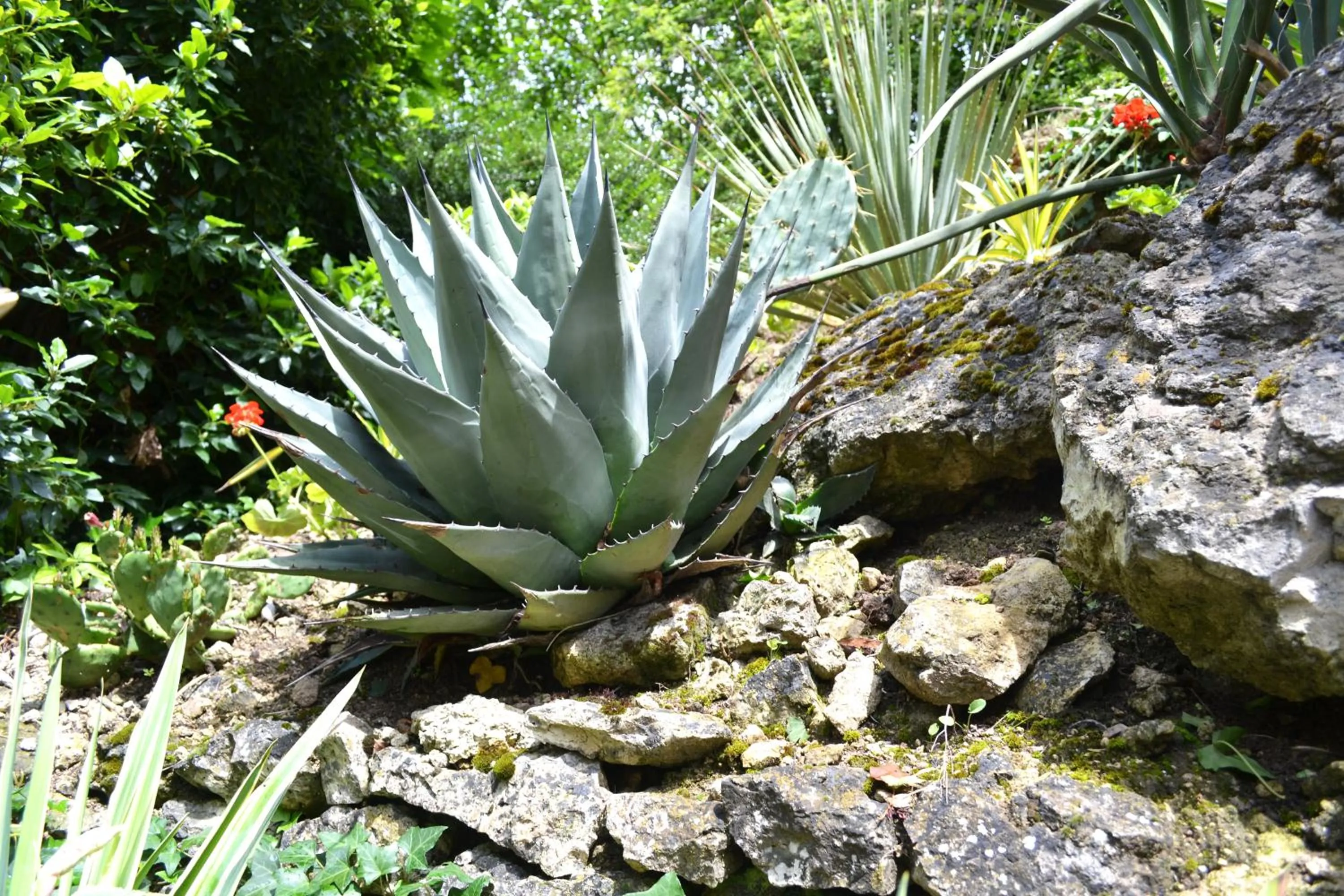 Garden in Hôtel la Scala