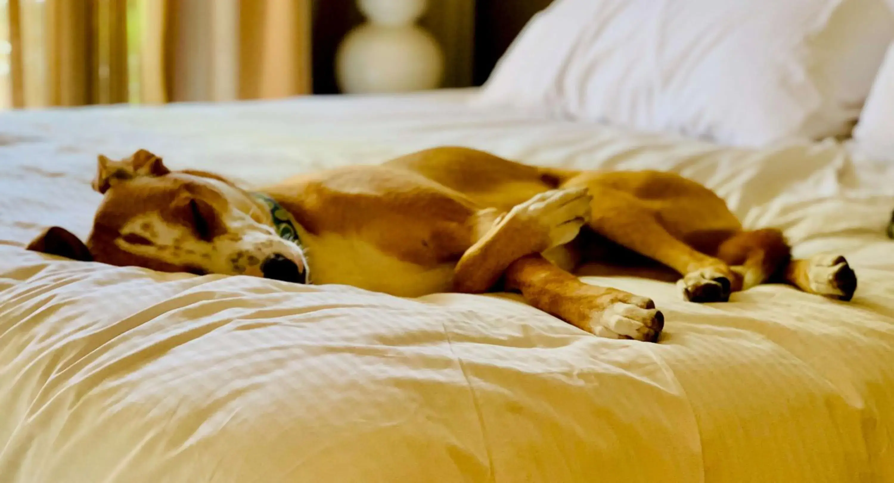 Other, Bed in Sonesta Simply Suites Dallas Richardson Other, Bed in Sonesta Simply Suites Dallas Richardson