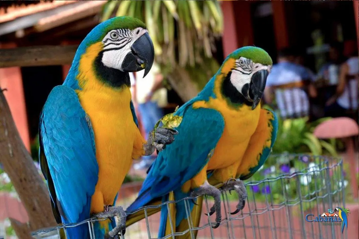 Animals in Cabanas Termas Hotel