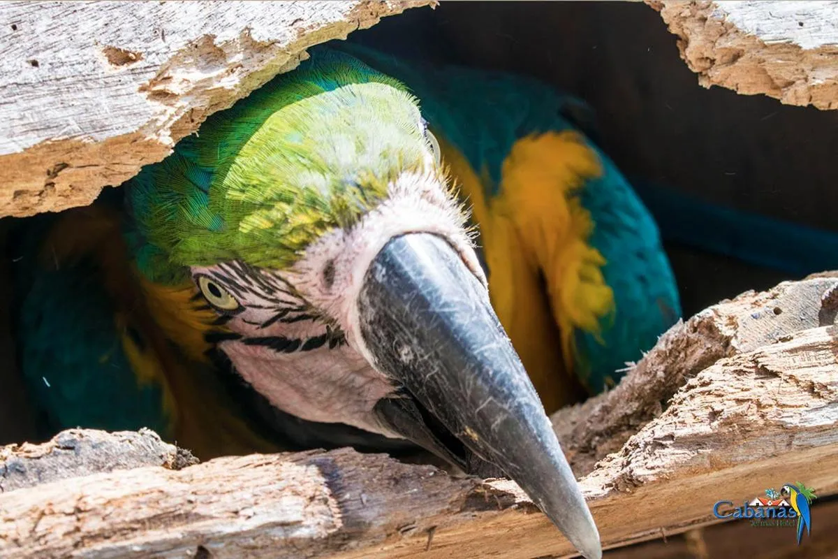 Animals in Cabanas Termas Hotel