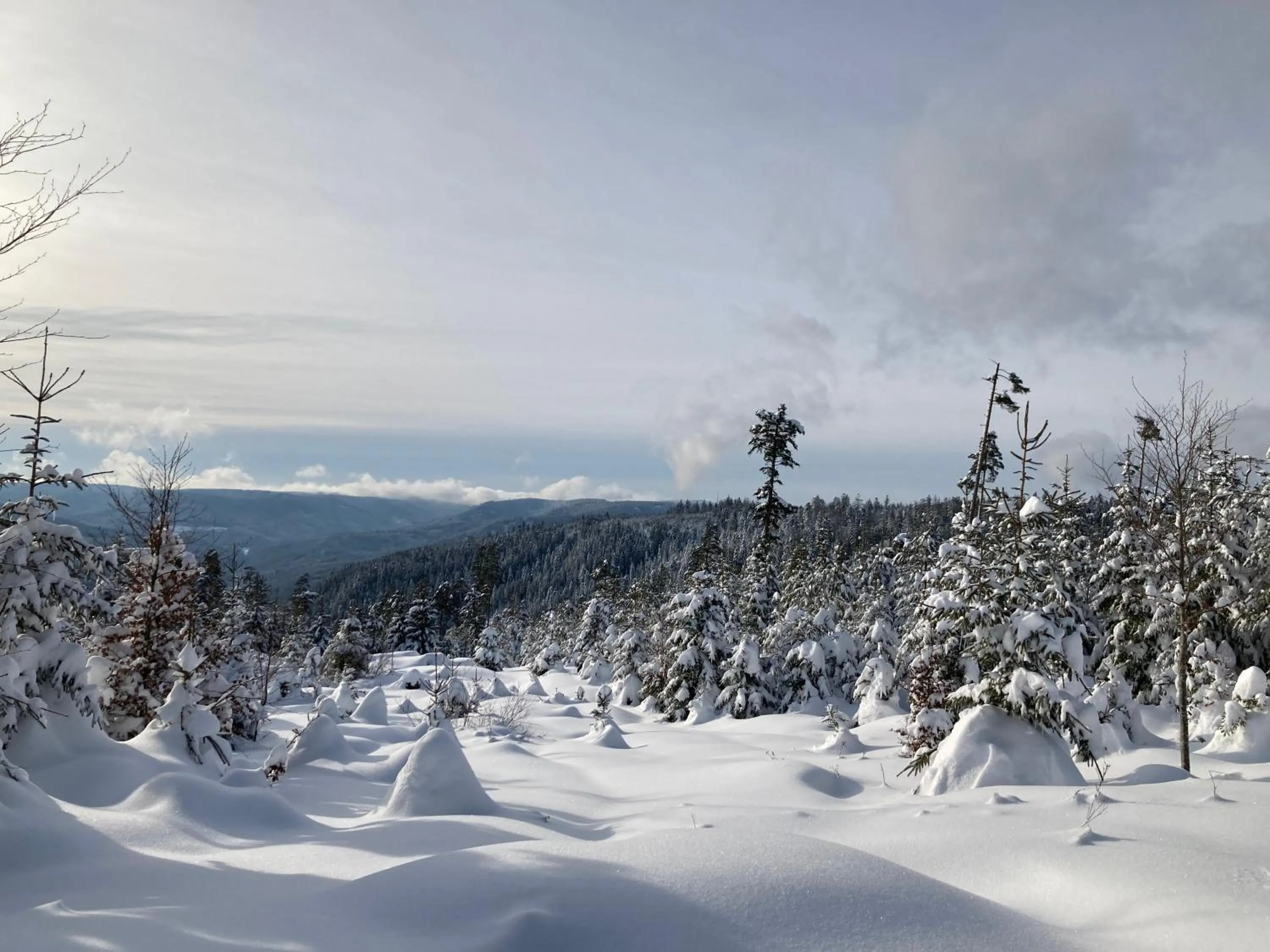Property building in Schwarzwaldhotel Oberwiesenhof
