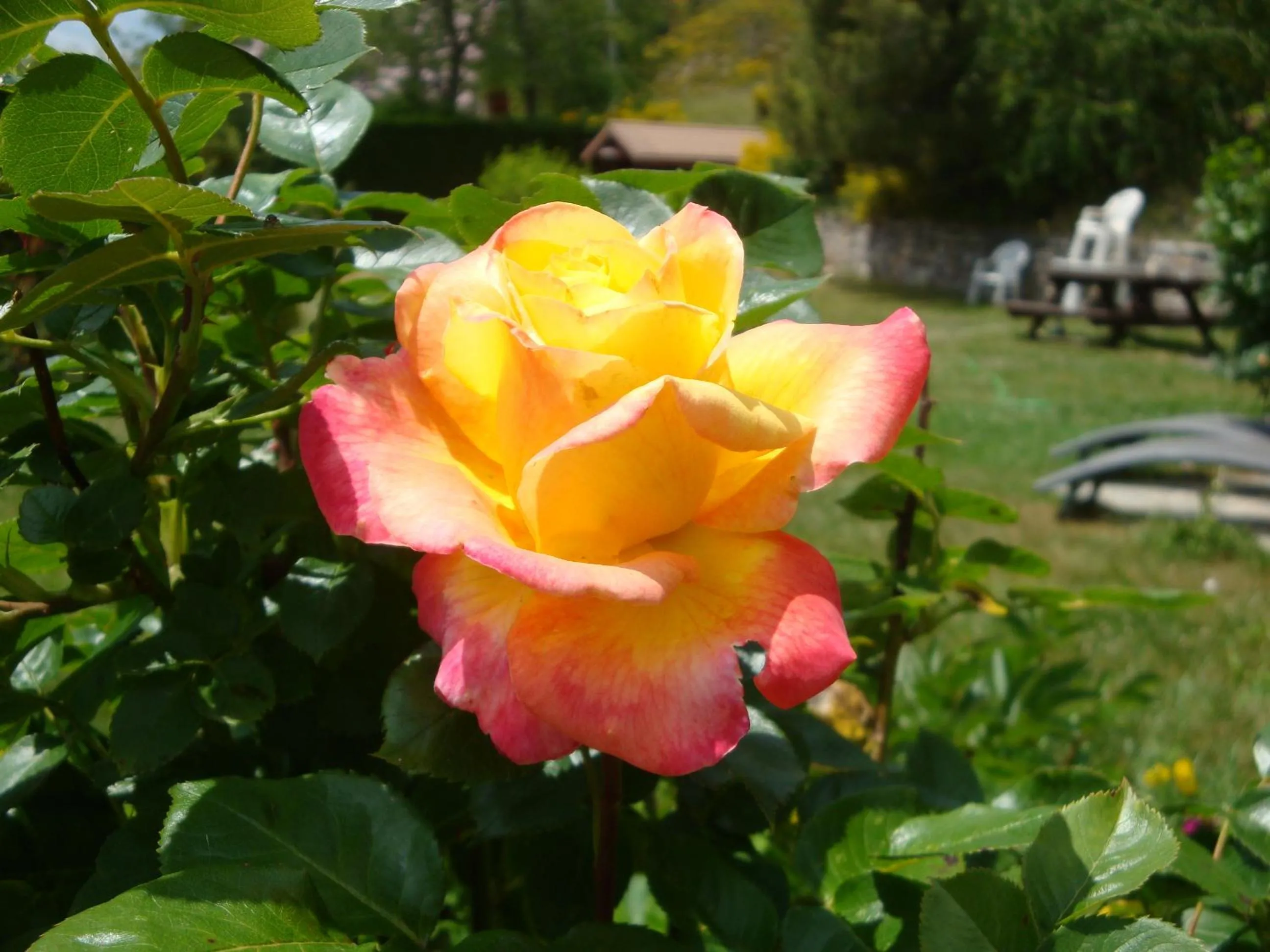 Garden in Chambres d'hôtes le génépi