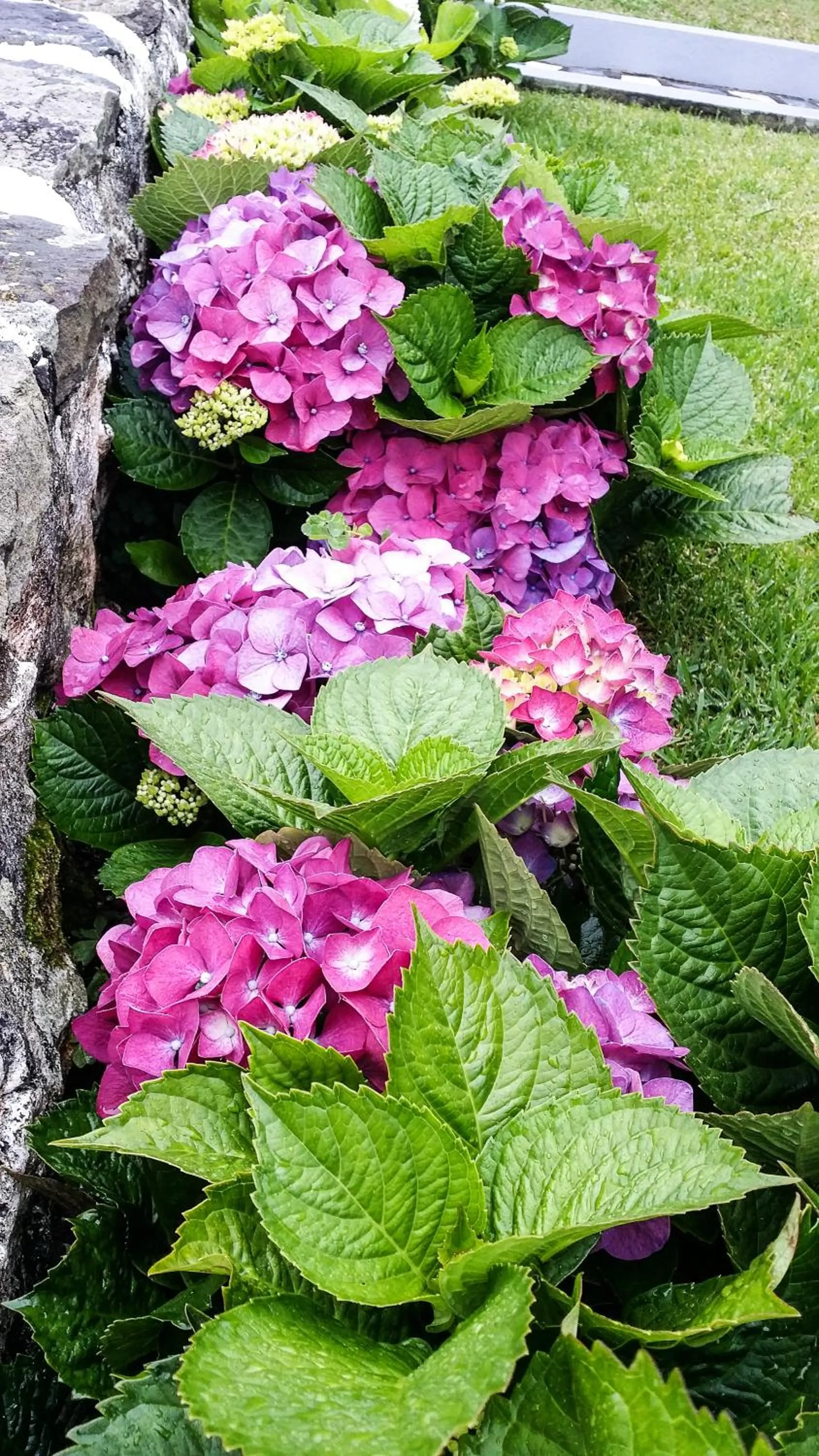 Garden in Hospetur 2
