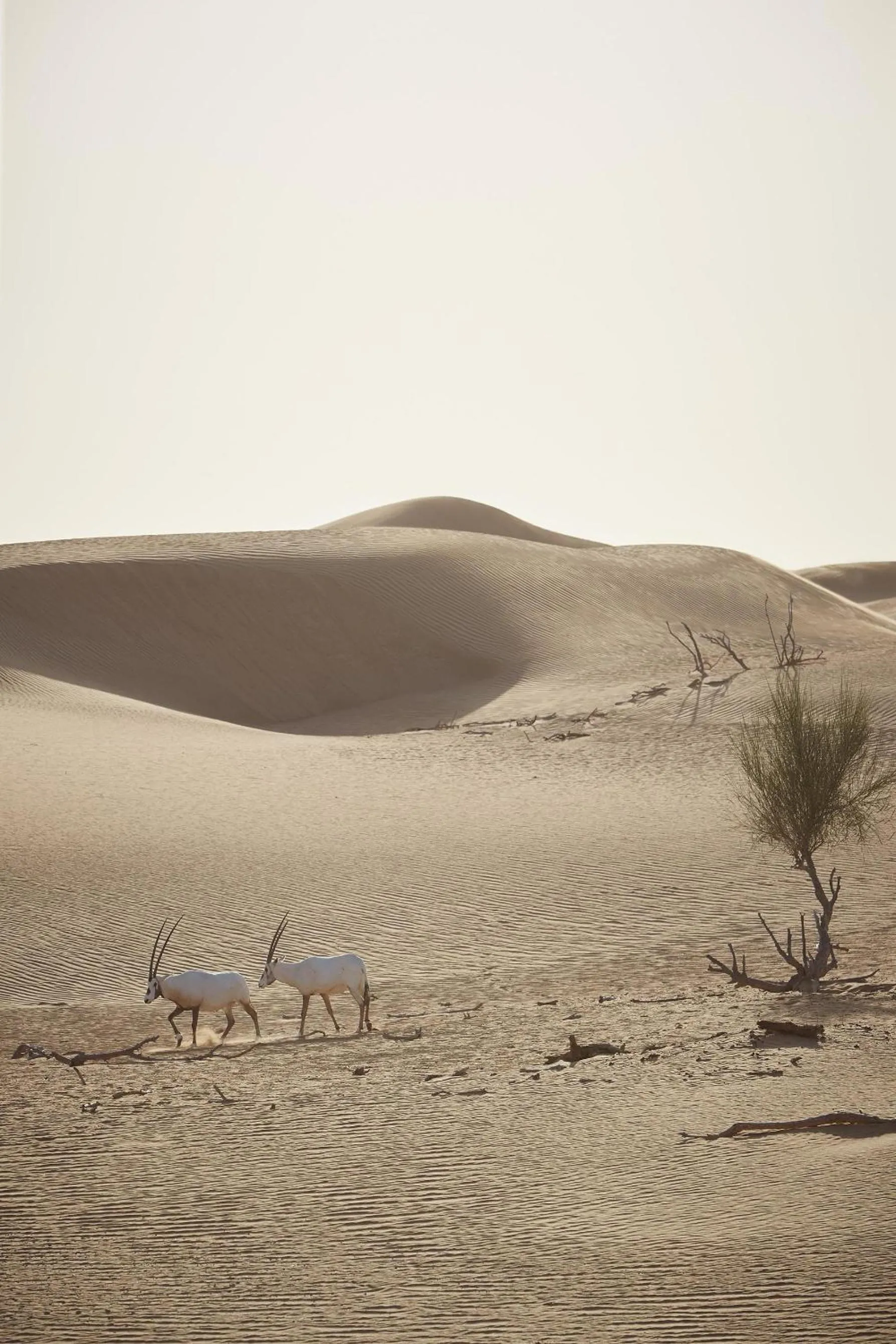 On site in Kempinski Central Avenue Dubai