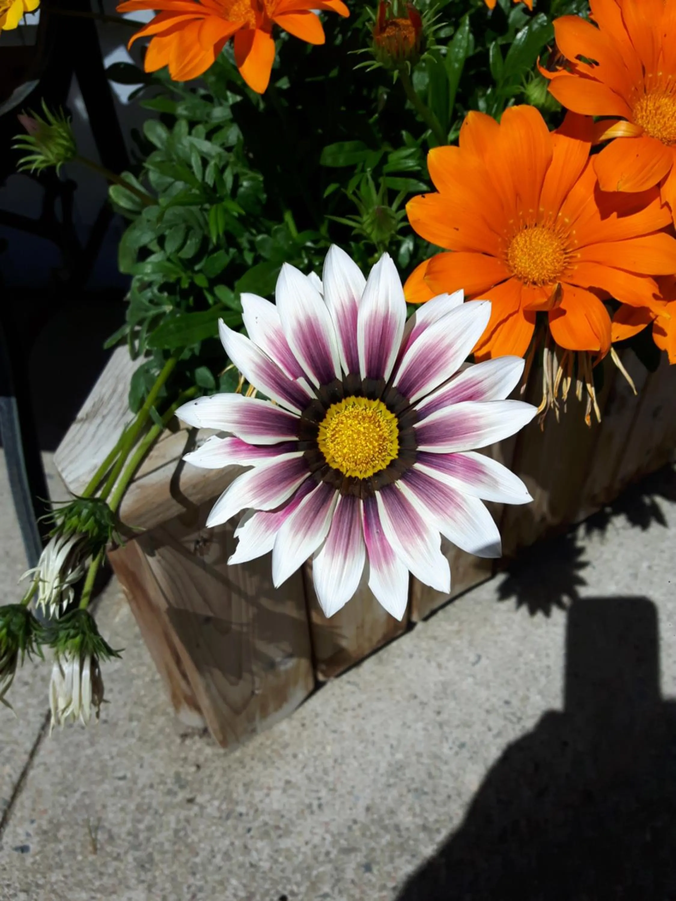 Garden in Fair Isle Motel & The Nest