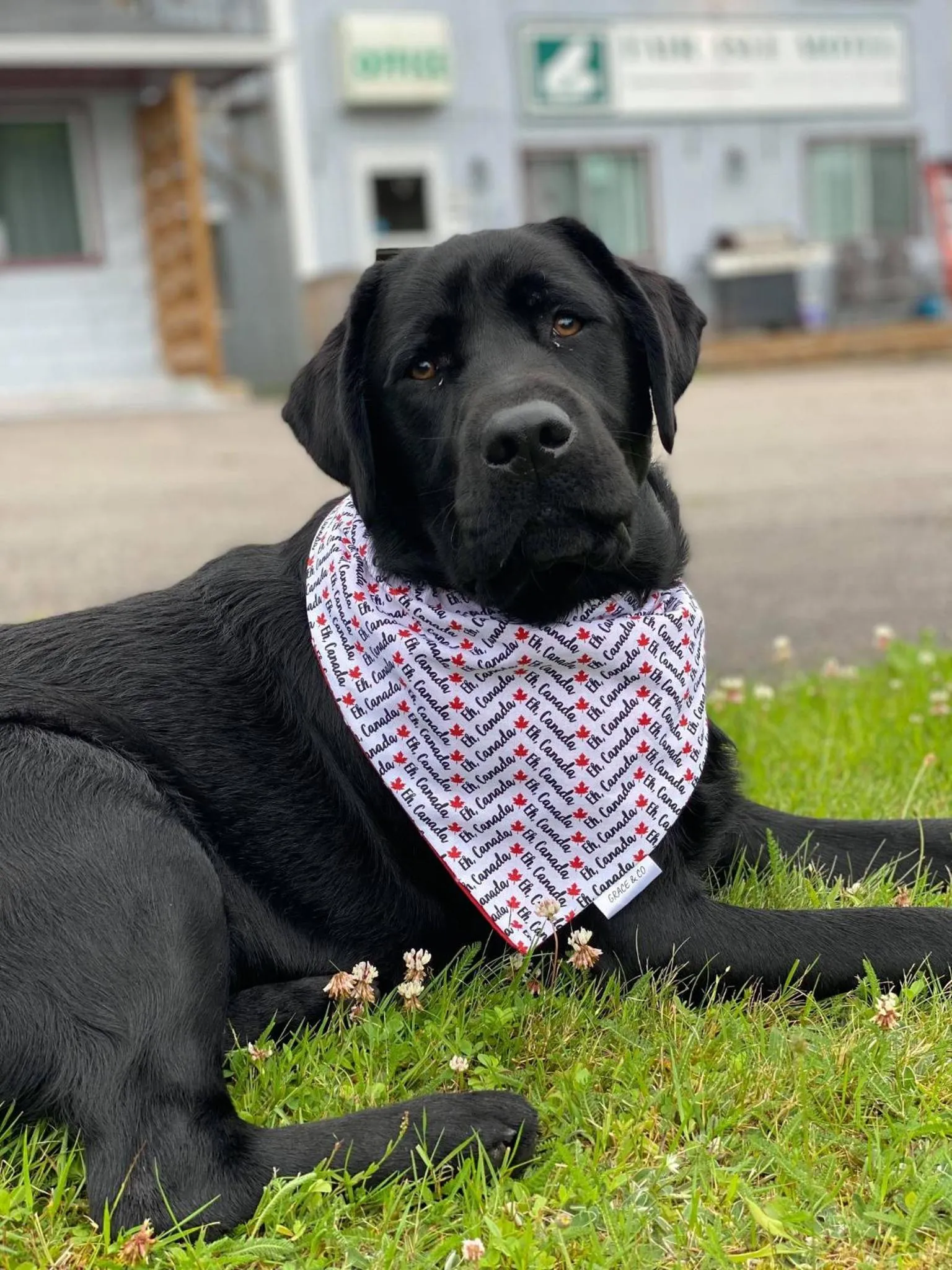 Pets in Fair Isle Motel & The Nest