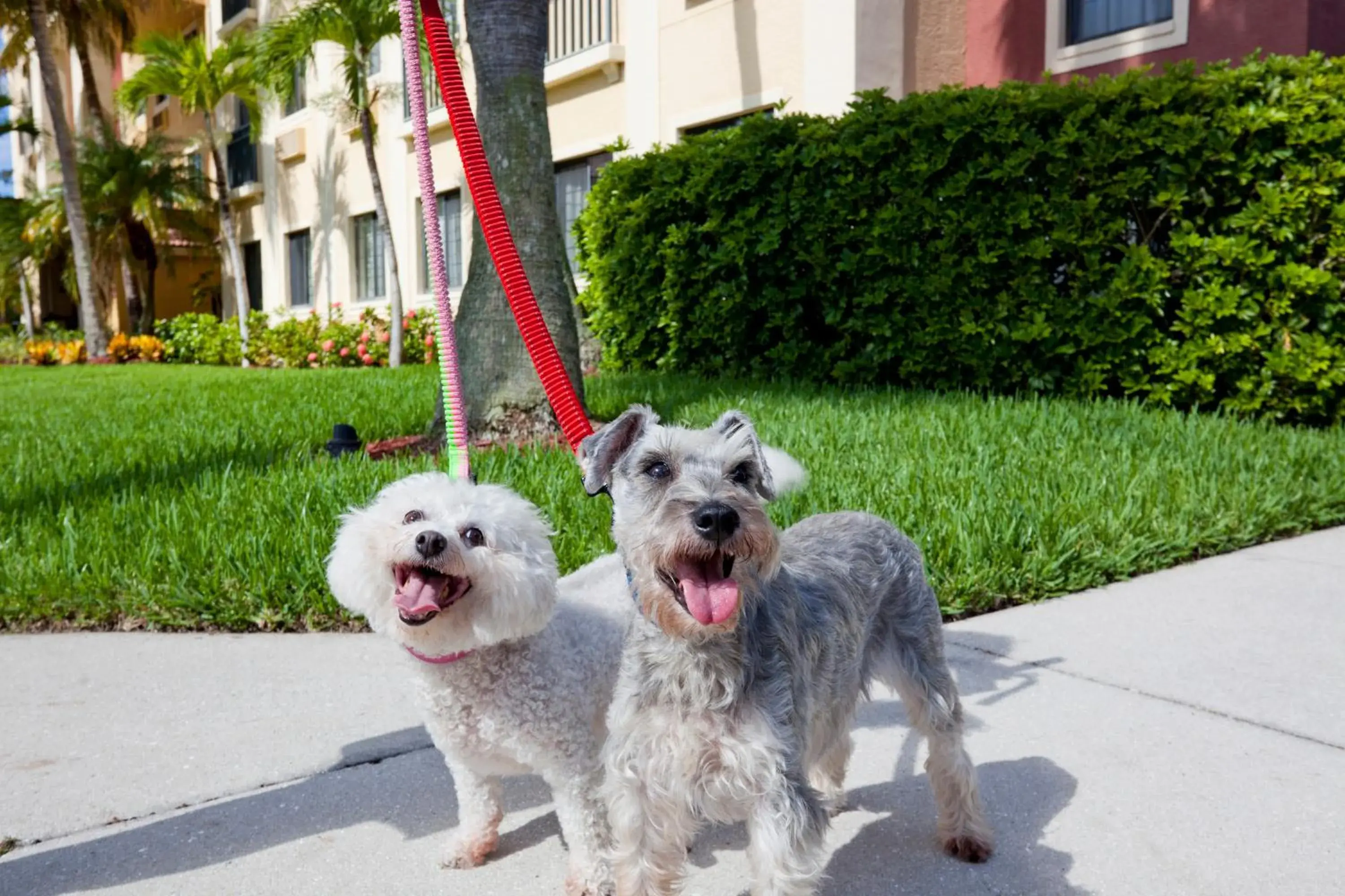 Lobby or reception, Pets in Staybridge Suites Naples - Gulf Coast, an IHG Hotel