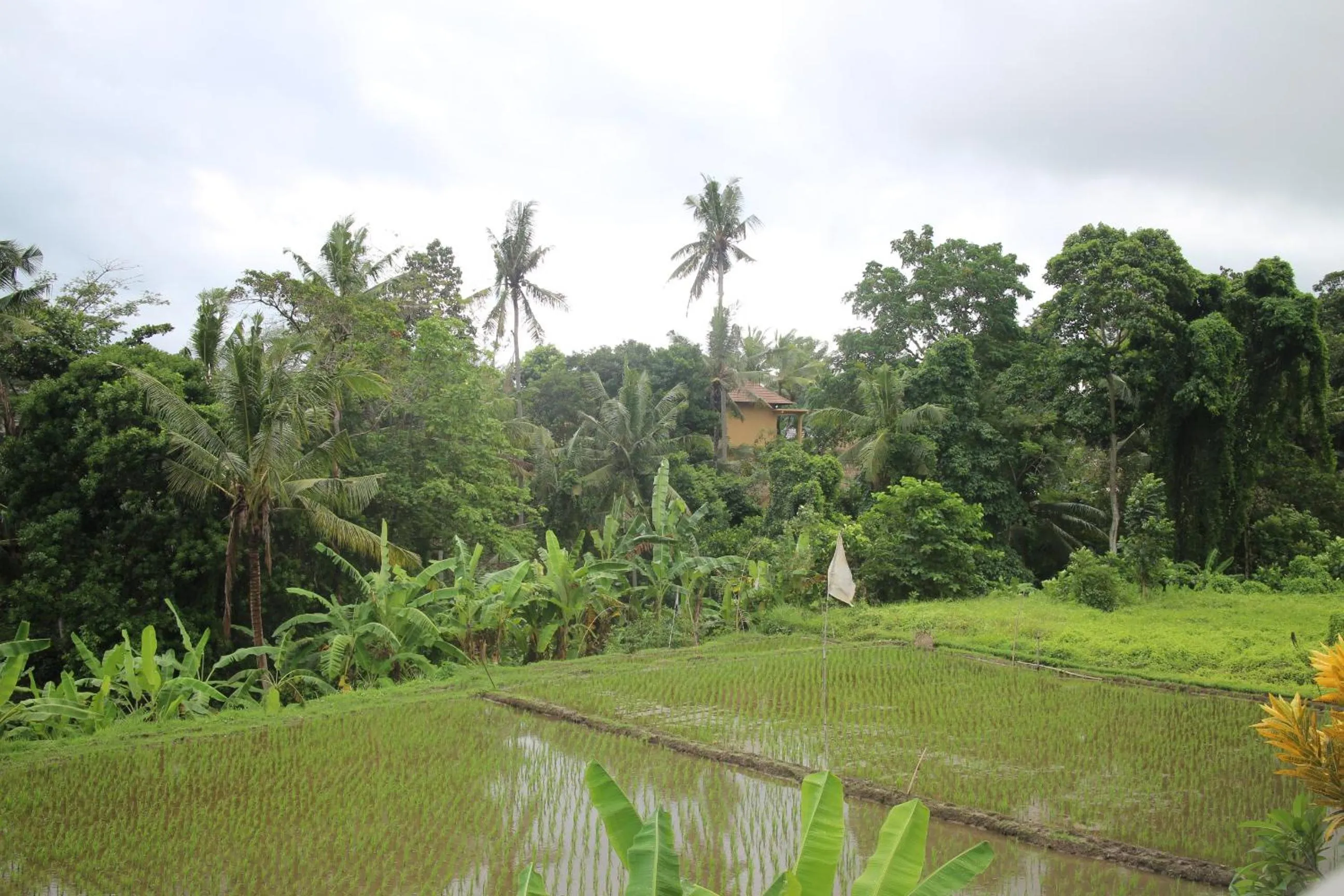 Neighbourhood in Ubud Sensasi Bungalow