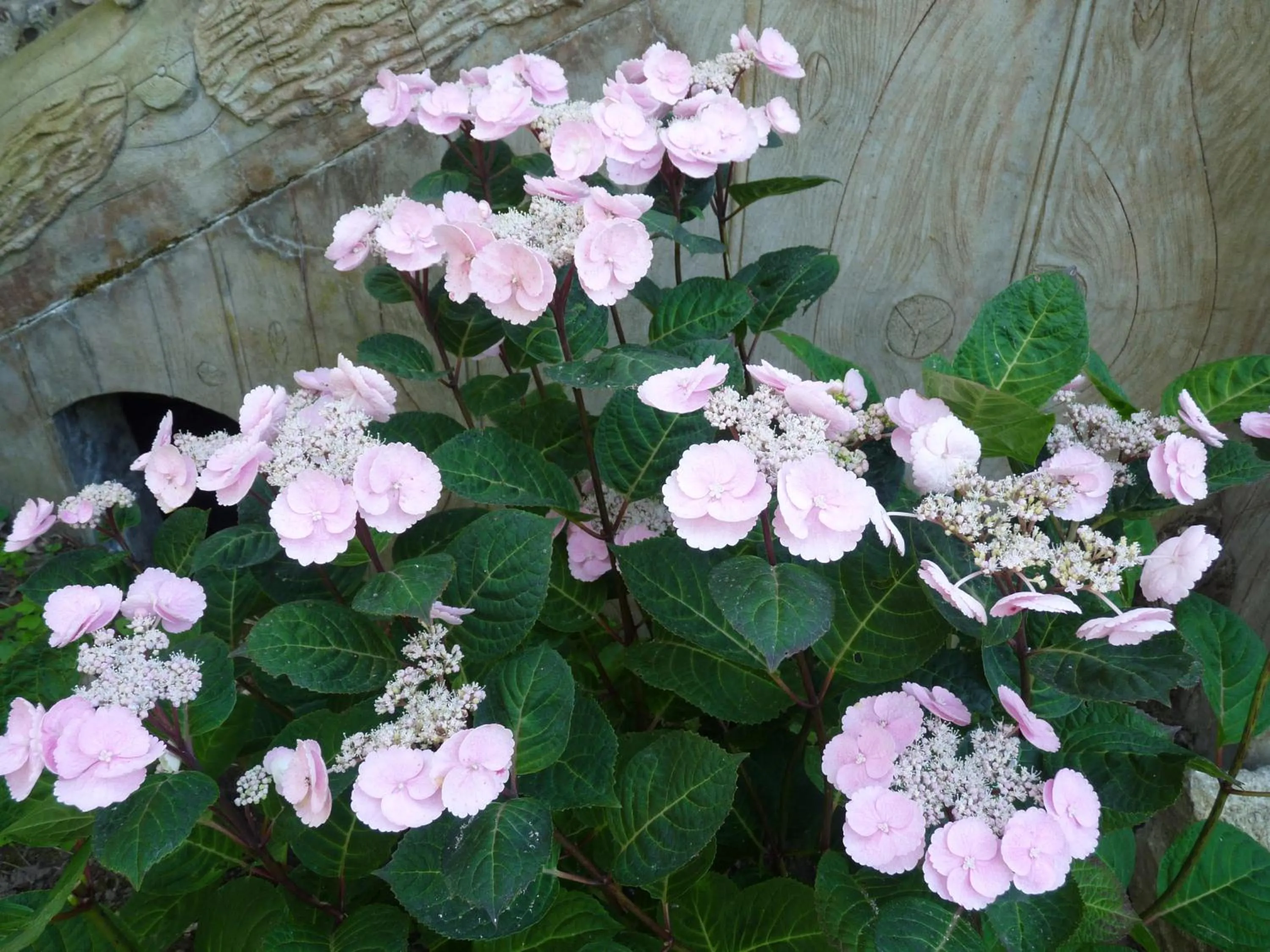 Garden in Le point d'orgue