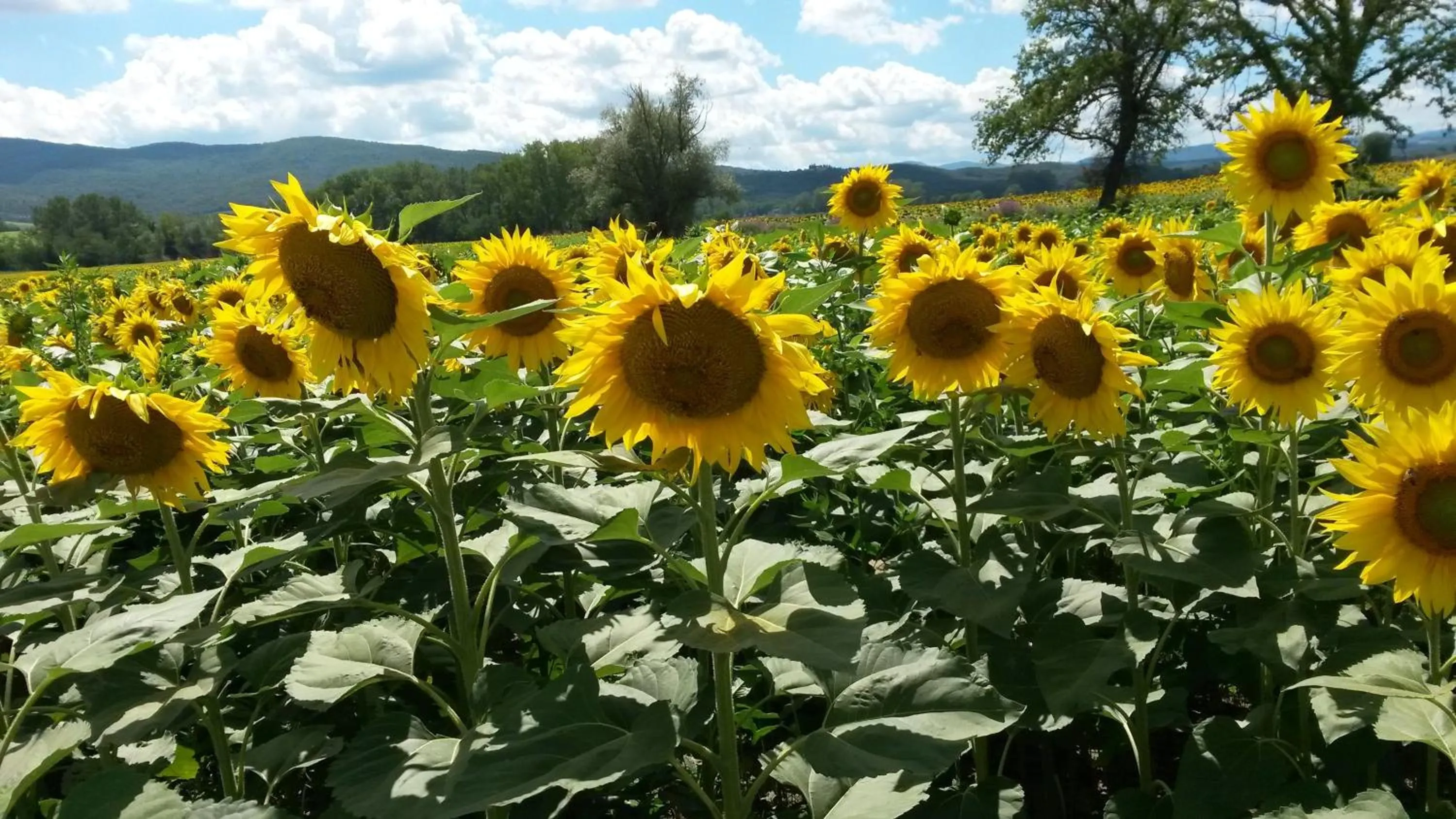 Natural landscape in L'Incanto
