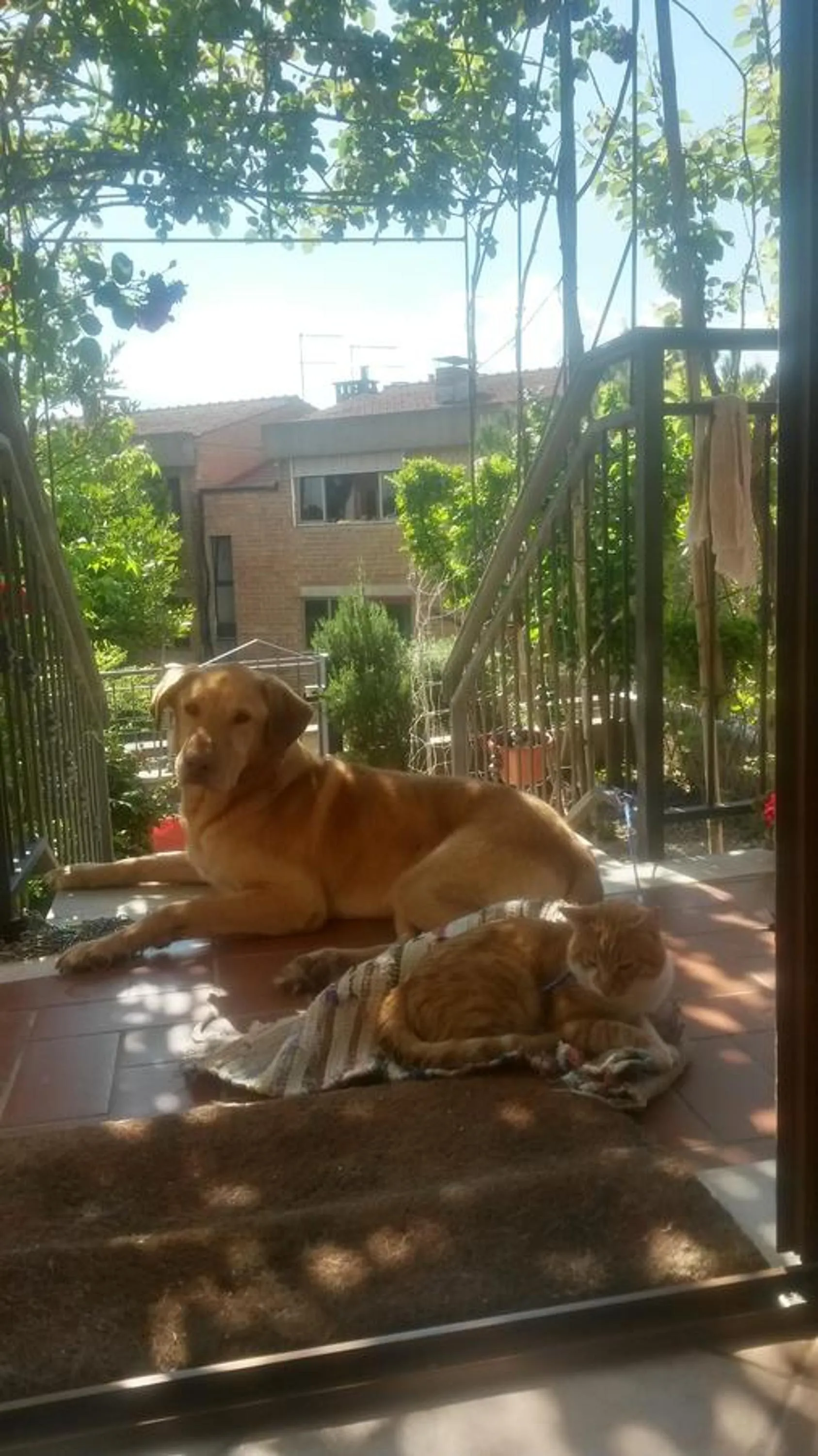 Animals in L'Incanto