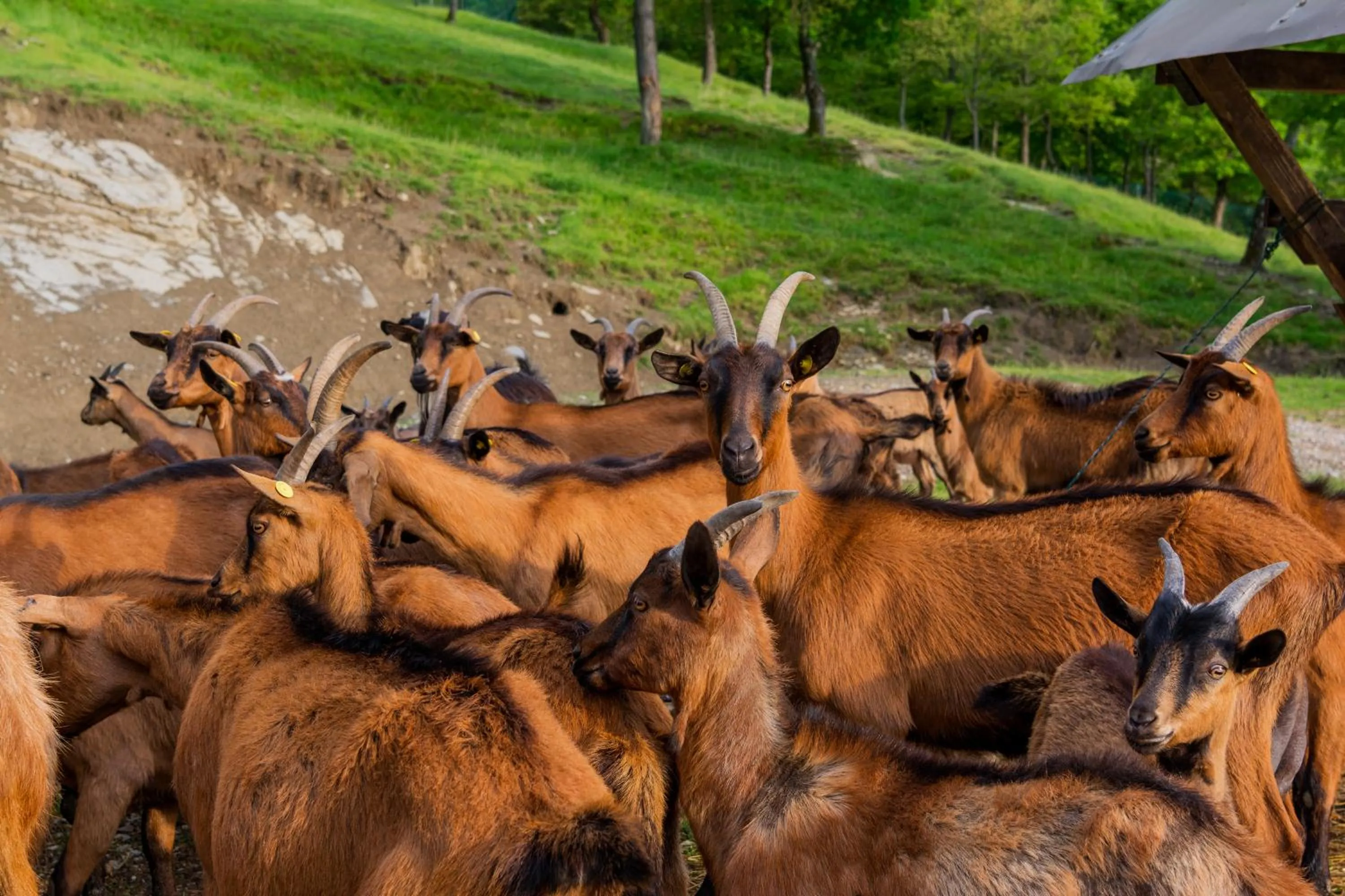 Agriturismo Casapasserini