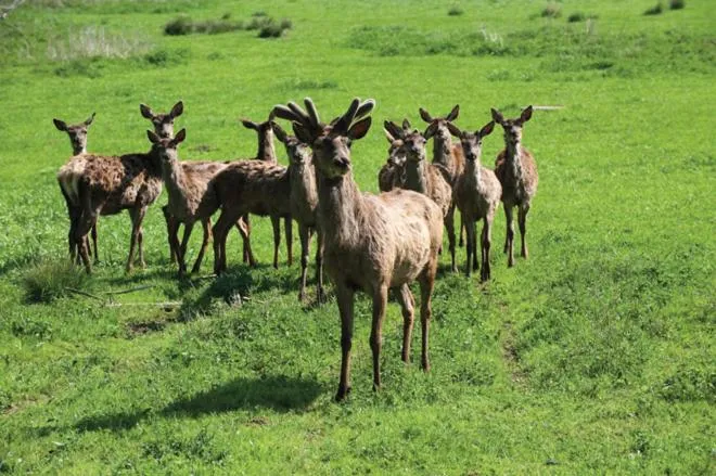 Animals in Gutshotel Odelzhausen