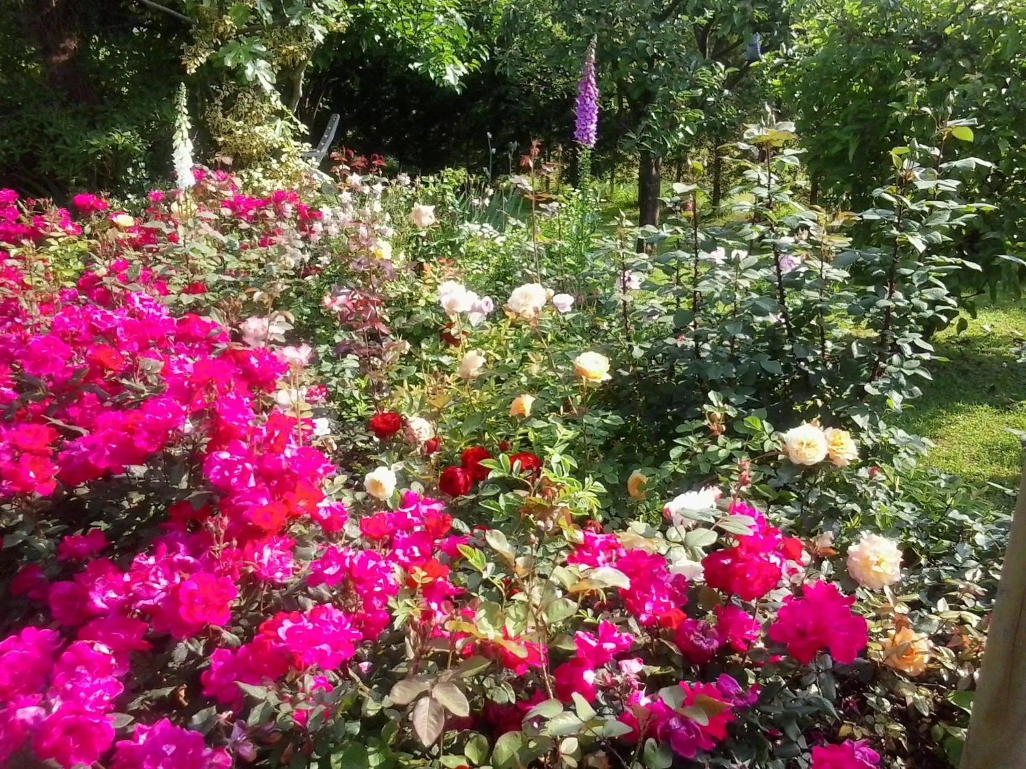 Garden view in Green Rose