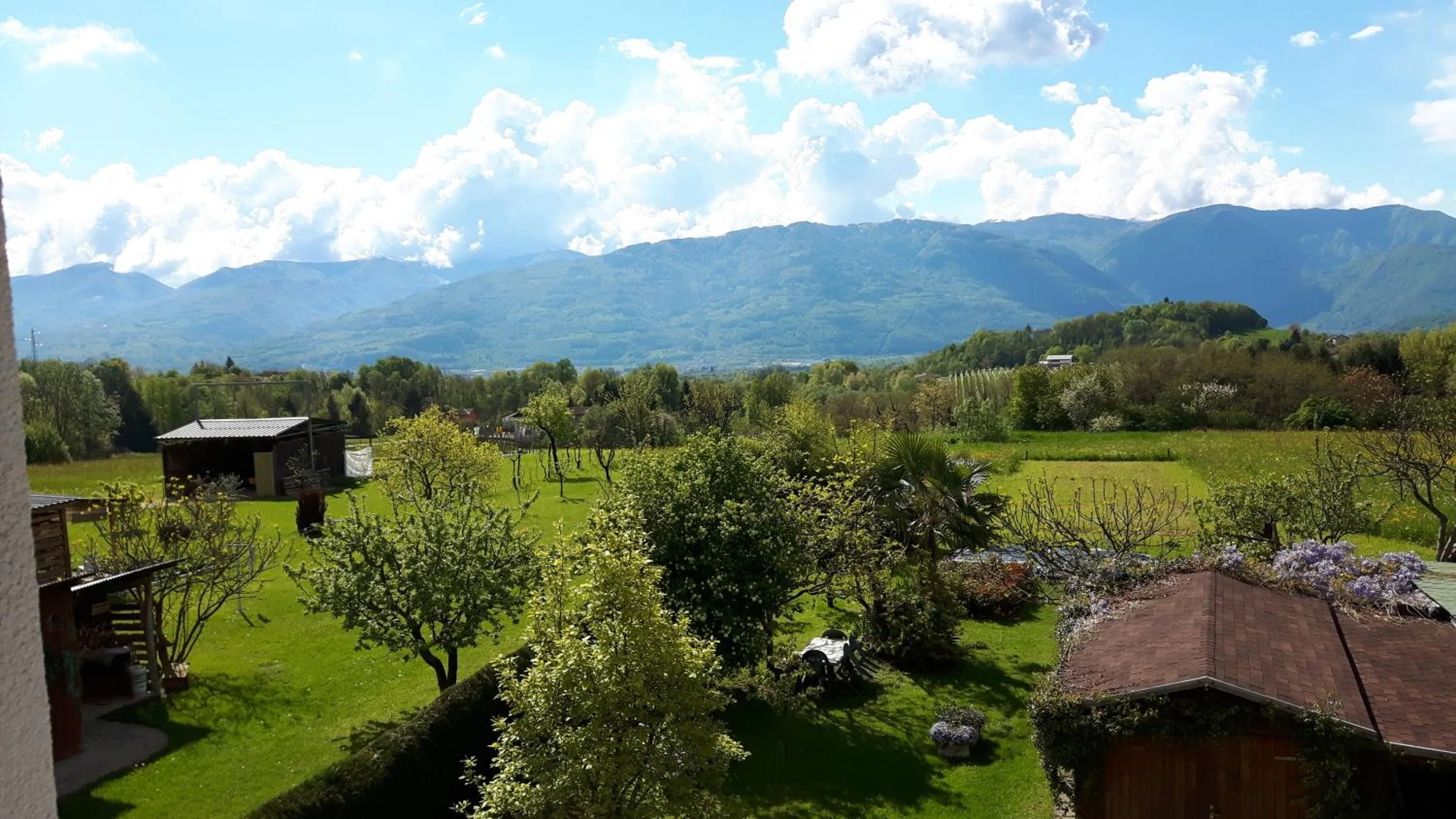 Garden view in Green Rose