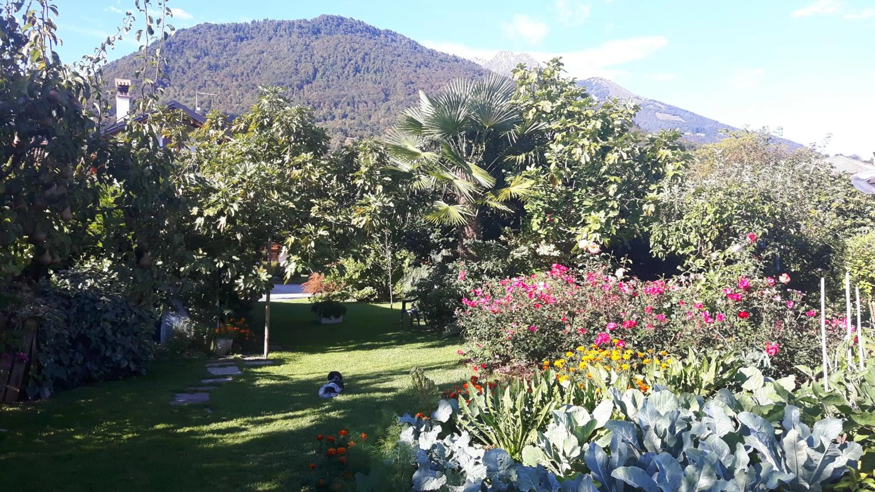 Summer in Green Rose