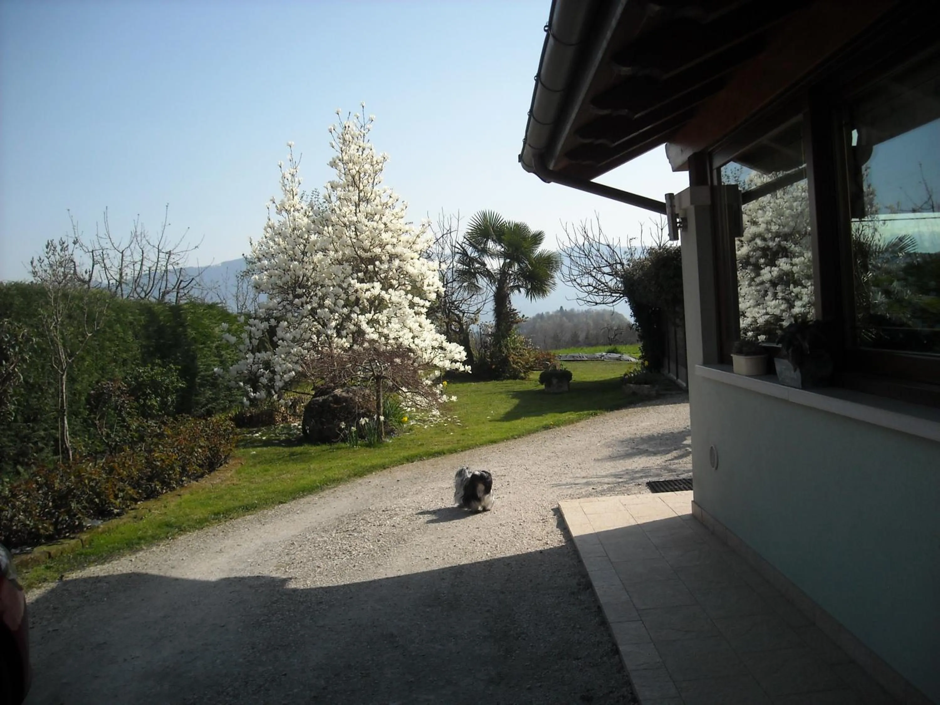 Garden in Green Rose