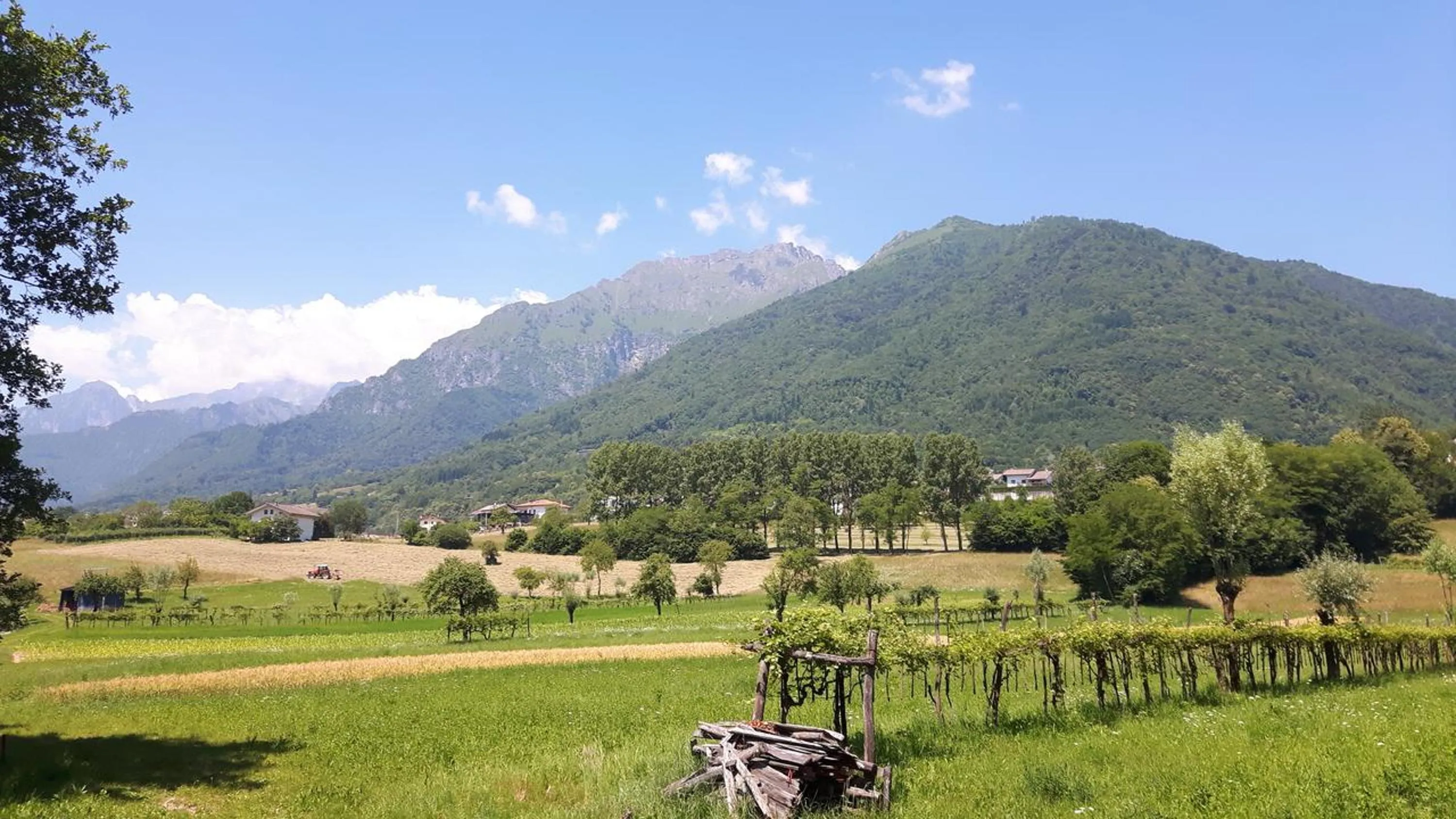 Neighbourhood in Green Rose