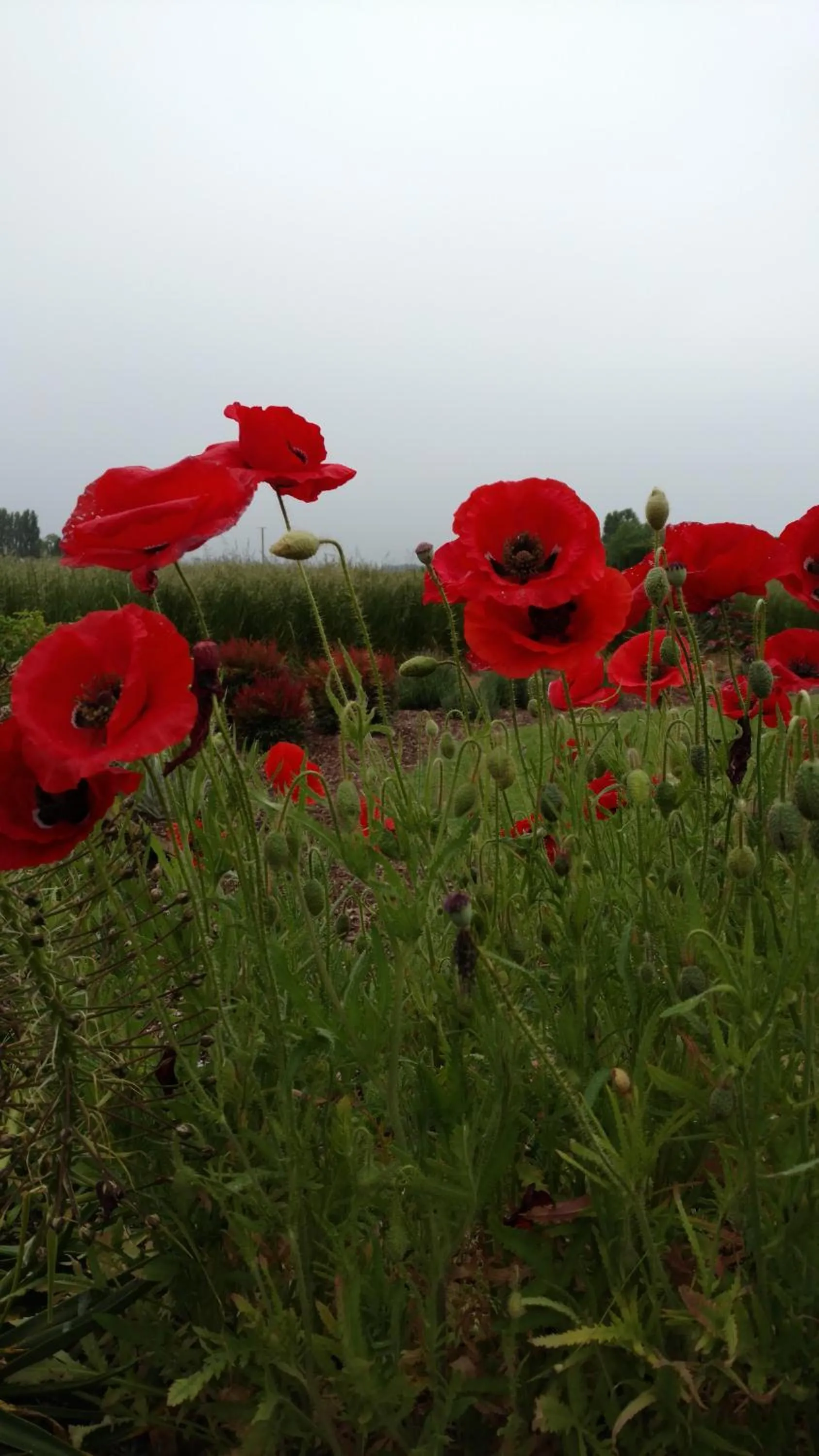 Garden in Casale