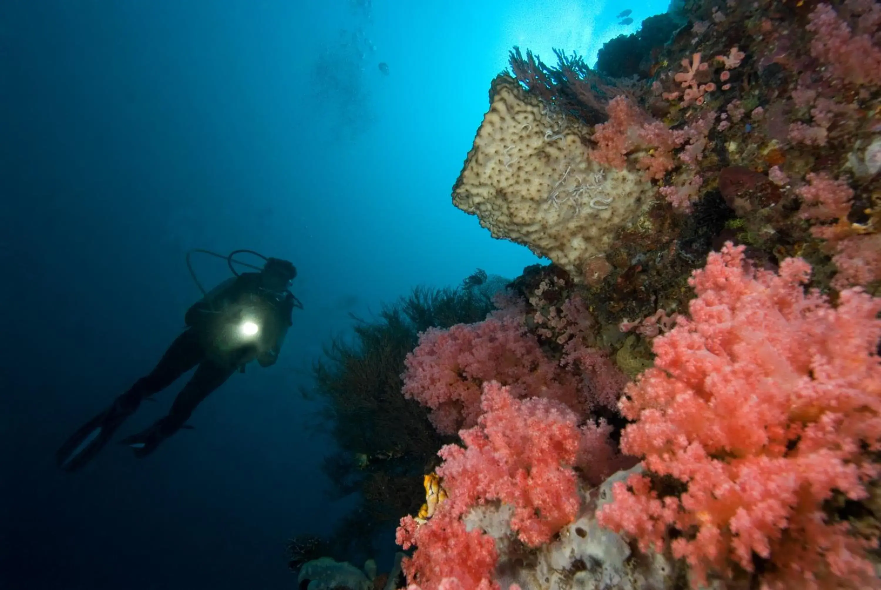 Diving, Snorkeling/Diving in Gangga Island Resort & Spa
