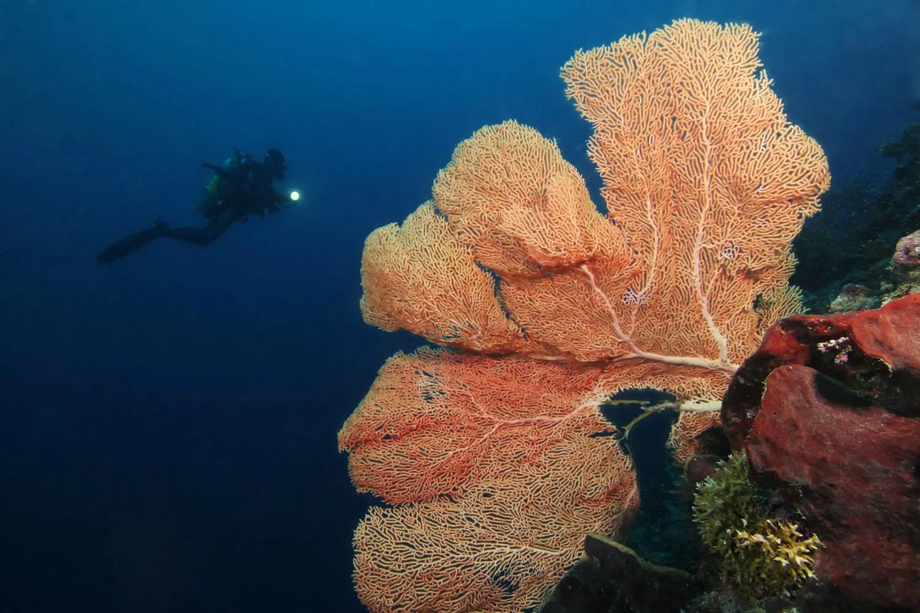 Diving, Natural Landscape in Gangga Island Resort & Spa