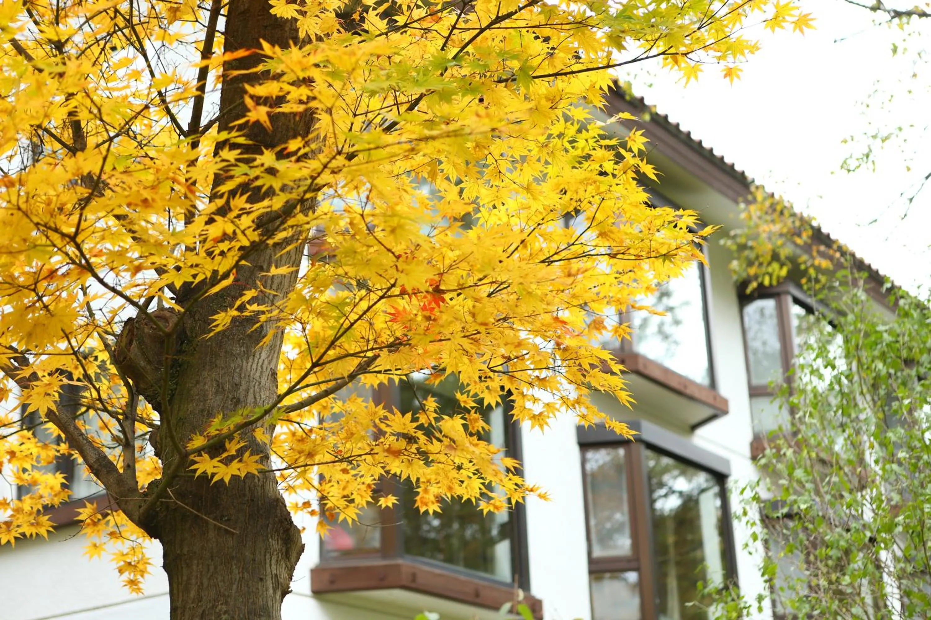 Autumn in Tateshina Tokyu Hotel