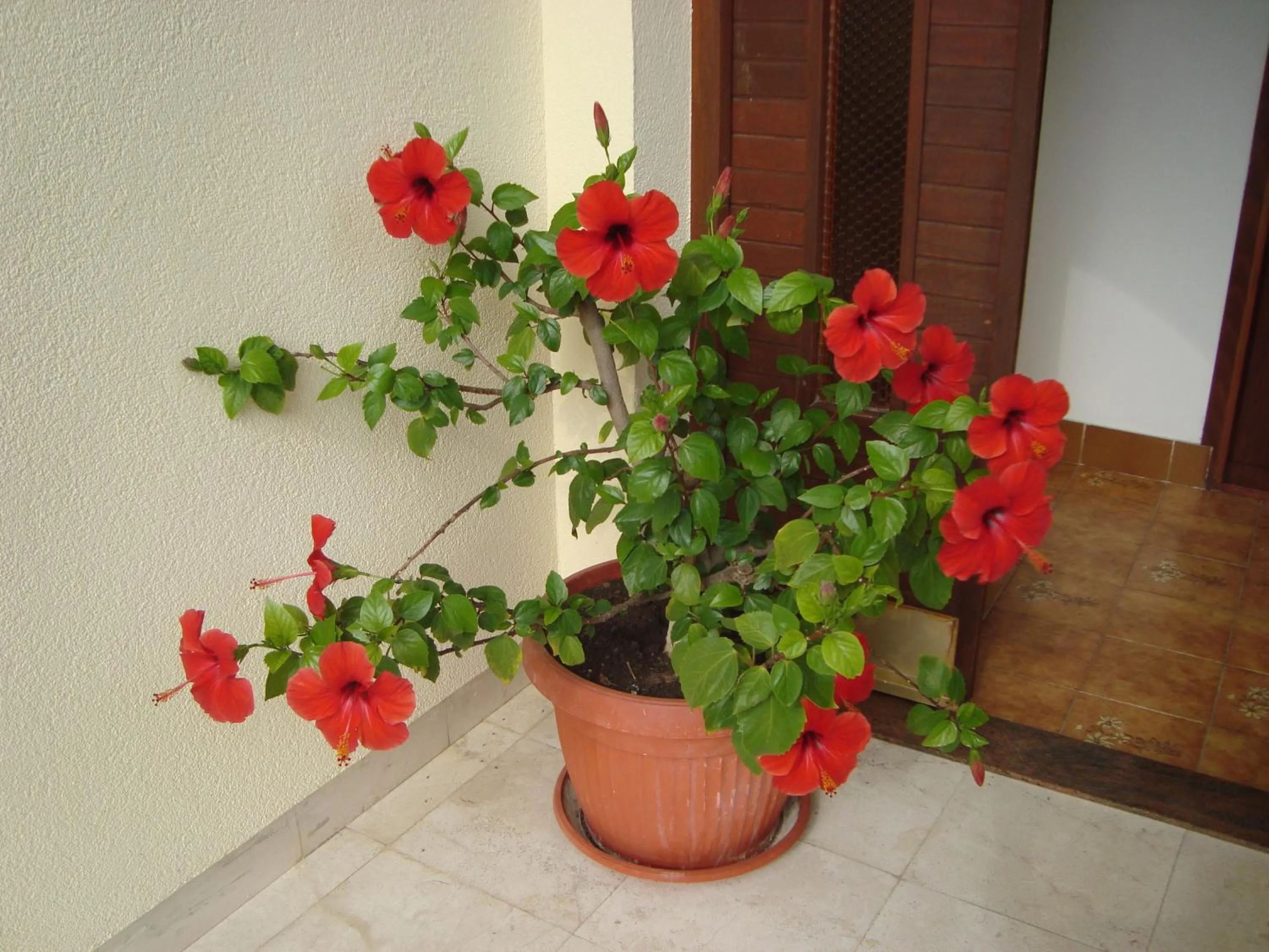 Decorative detail in Apartment Adela