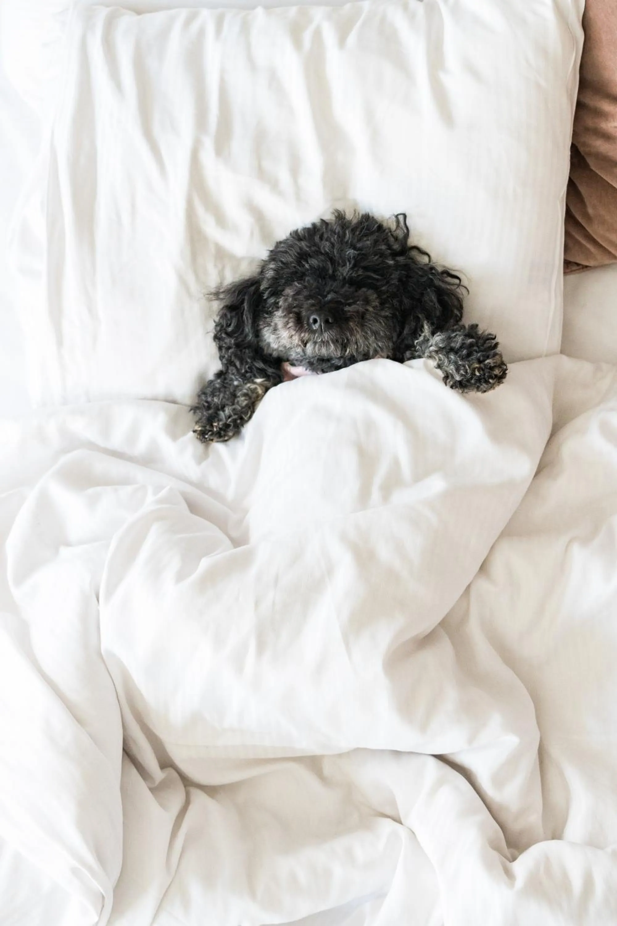 pet friendly, Bed in Hotel C Stockholm