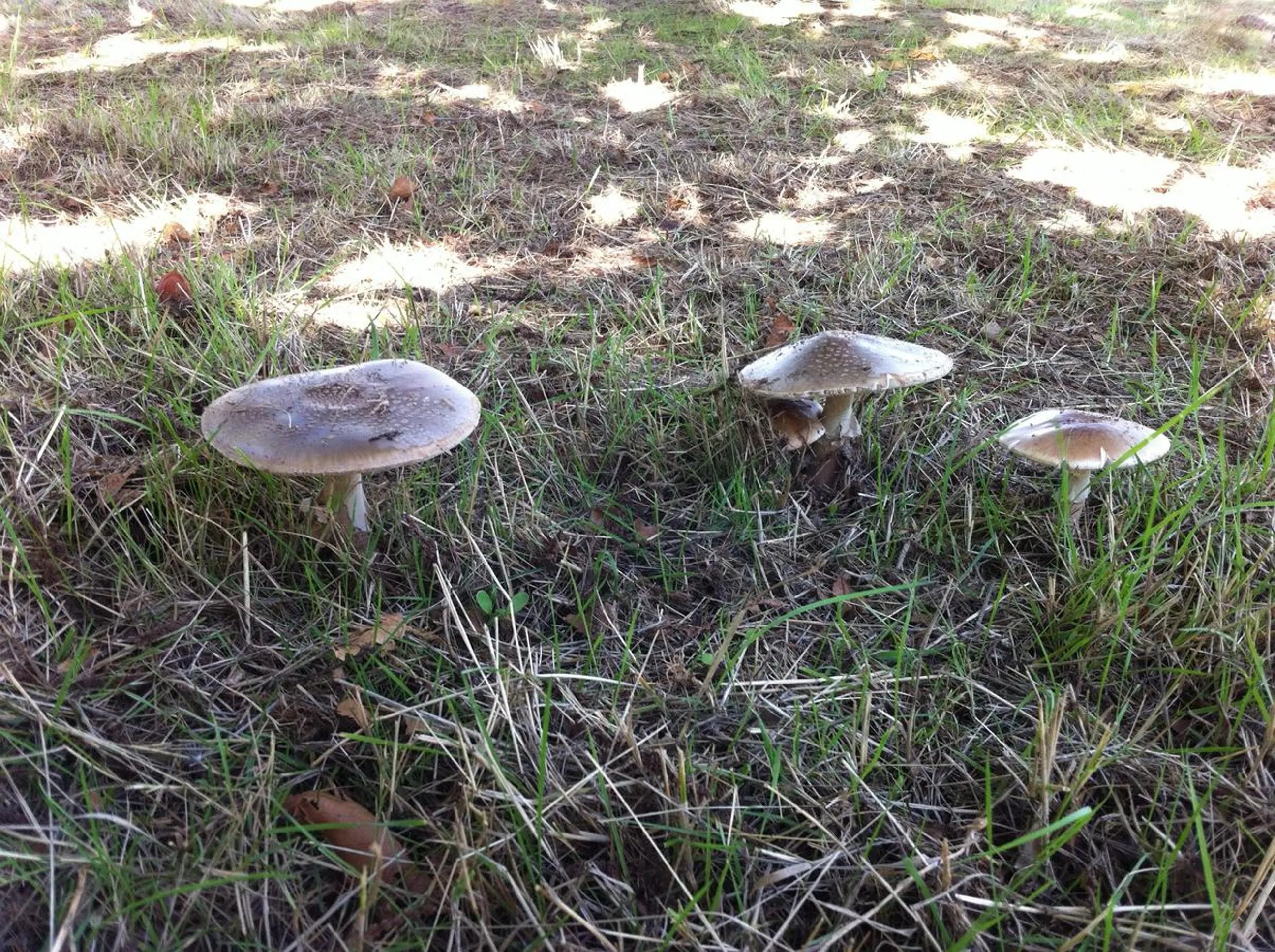 Natural landscape in Candeias do Souto