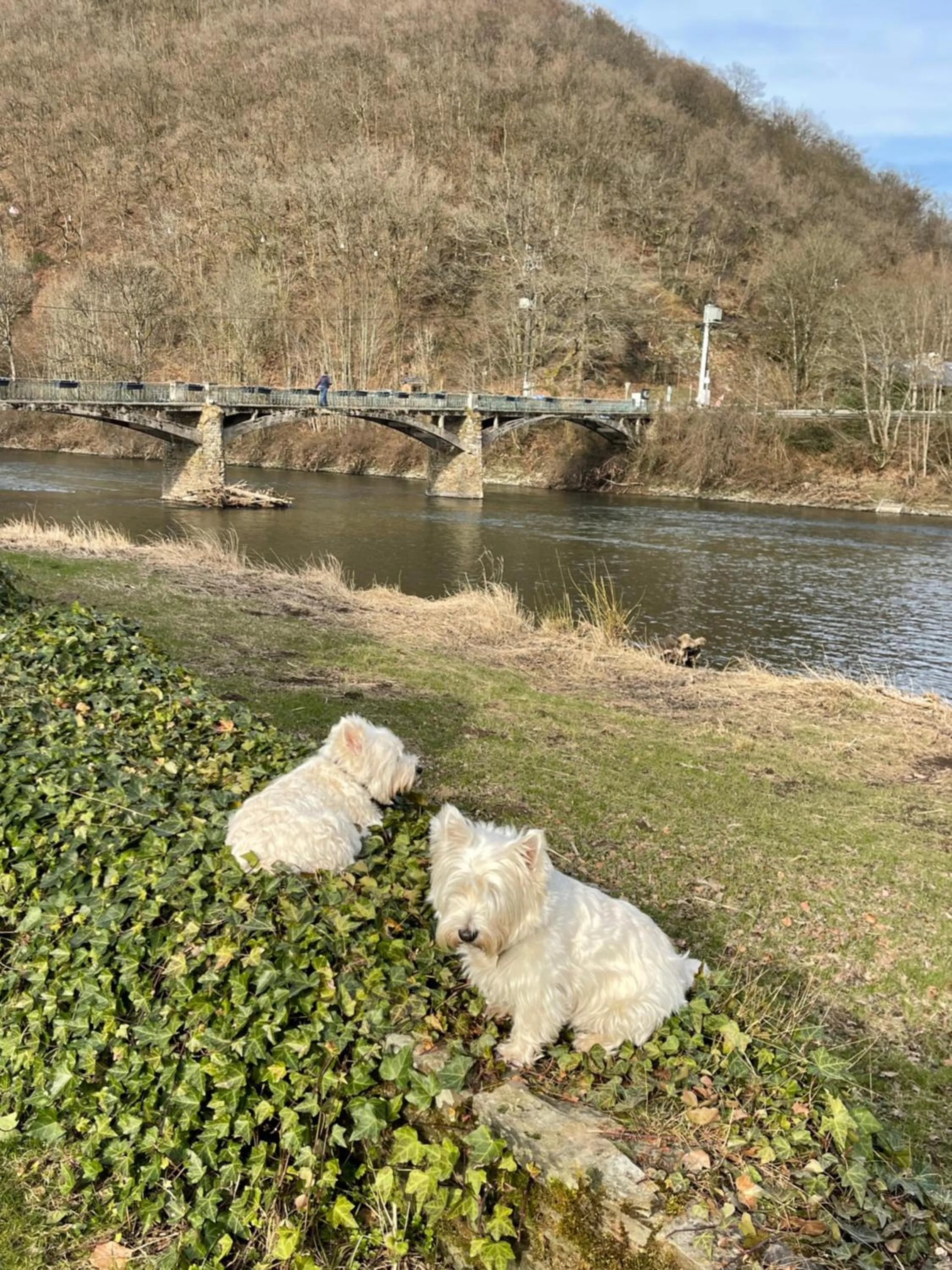 pet friendly in Gîte la Semois à Mouzaive Vresse sur Semois