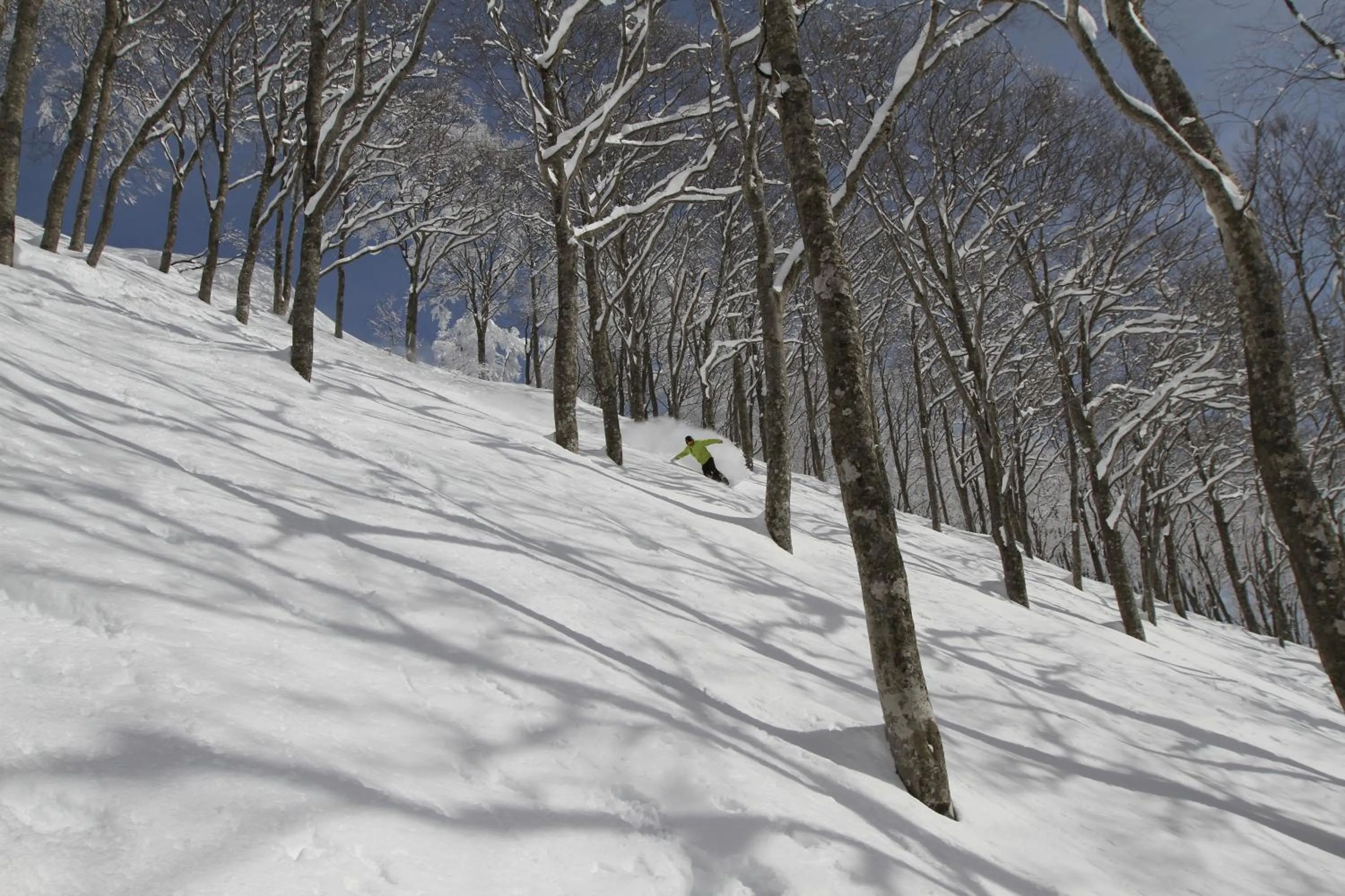 Skiing in Powder Temple
