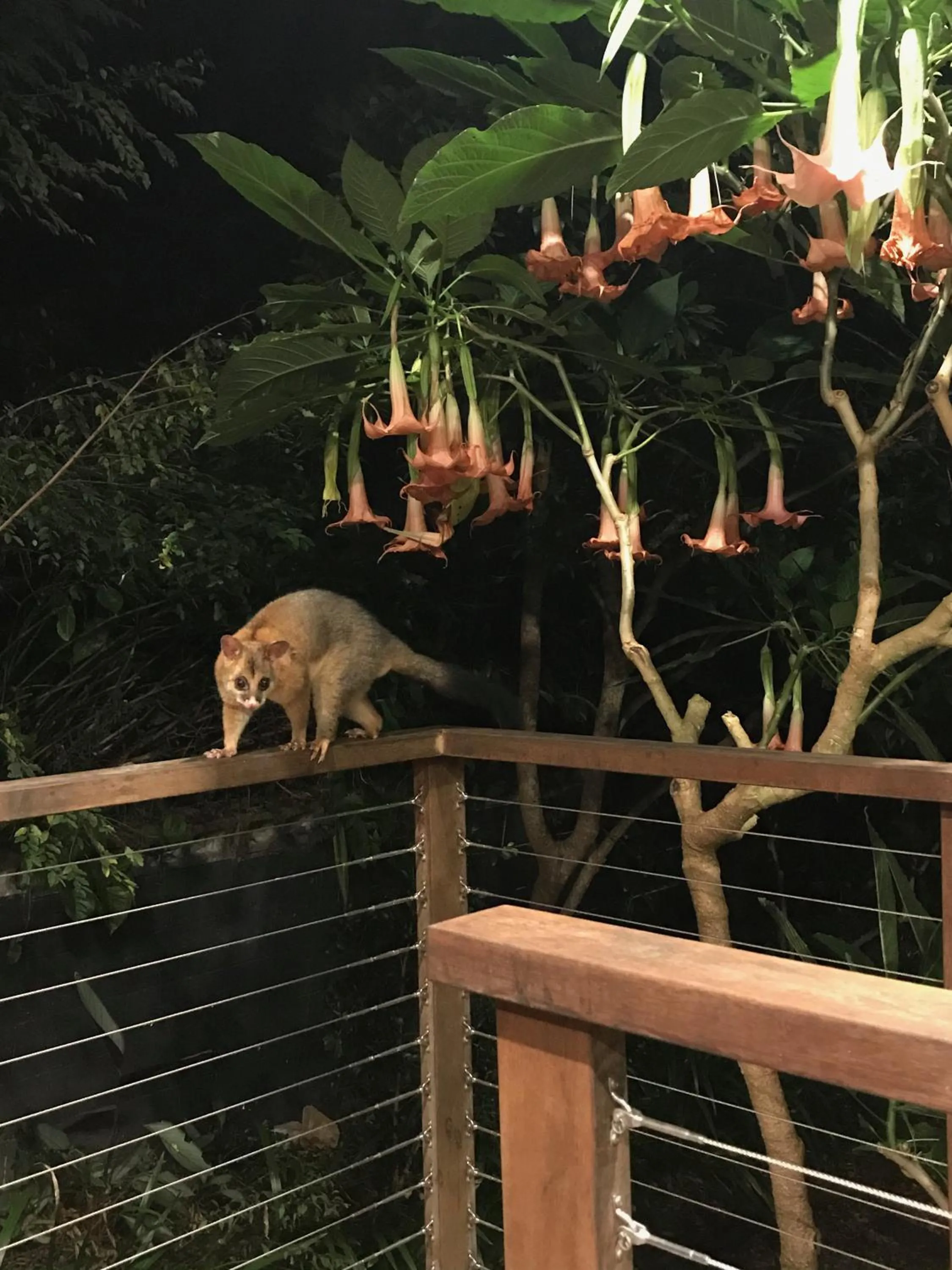 Night in Jacaranda House Garden Suite