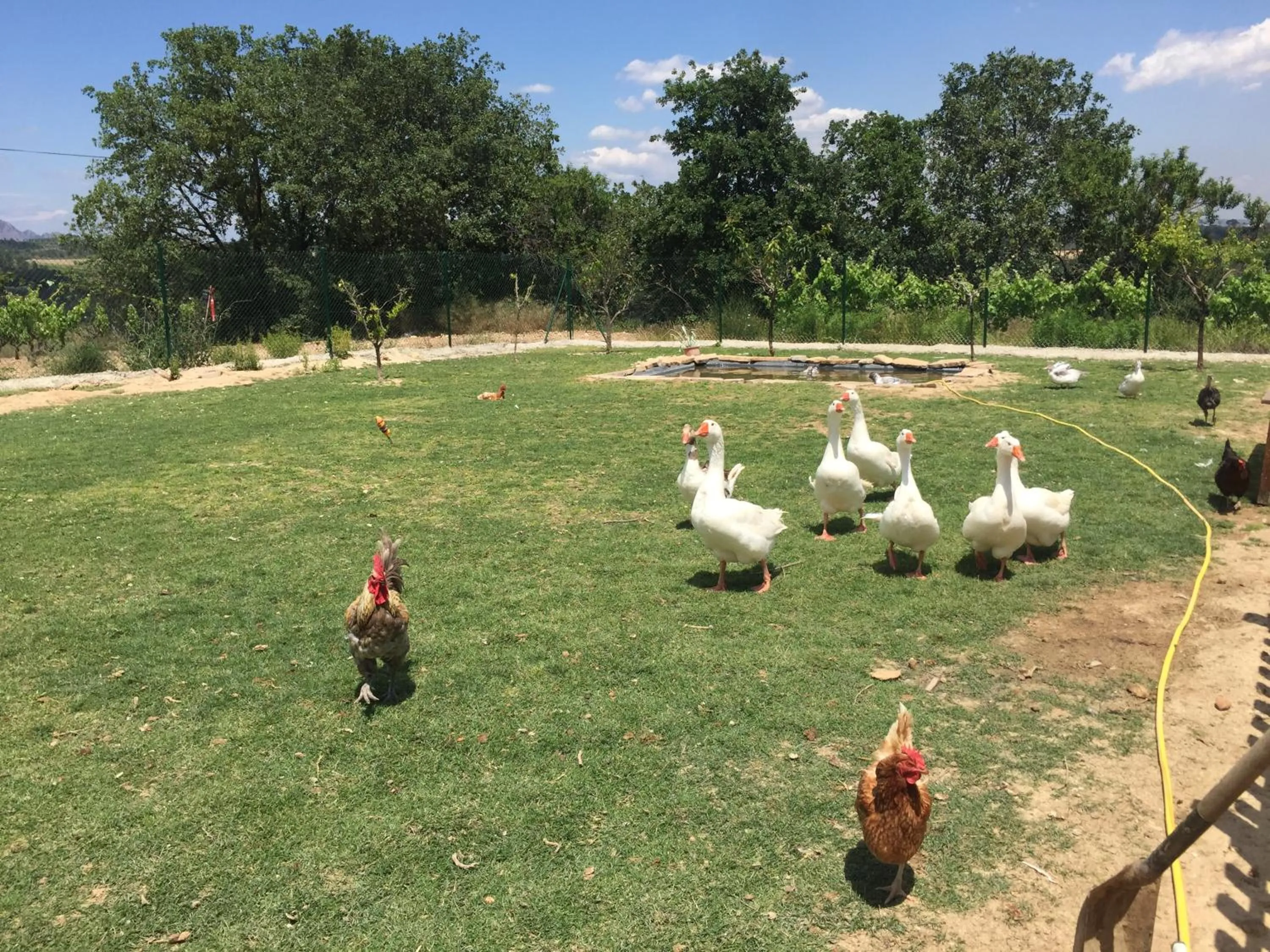 Pets in Masia Can Canyes & Spa