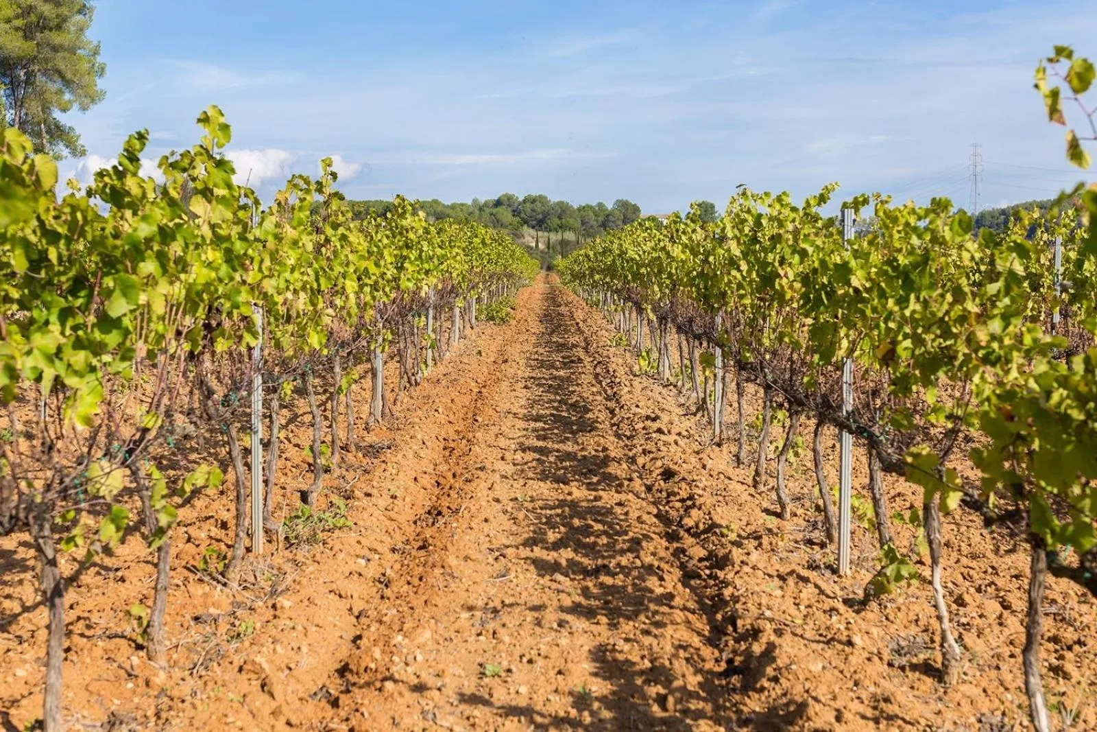 Natural landscape in Masia Can Canyes & Spa