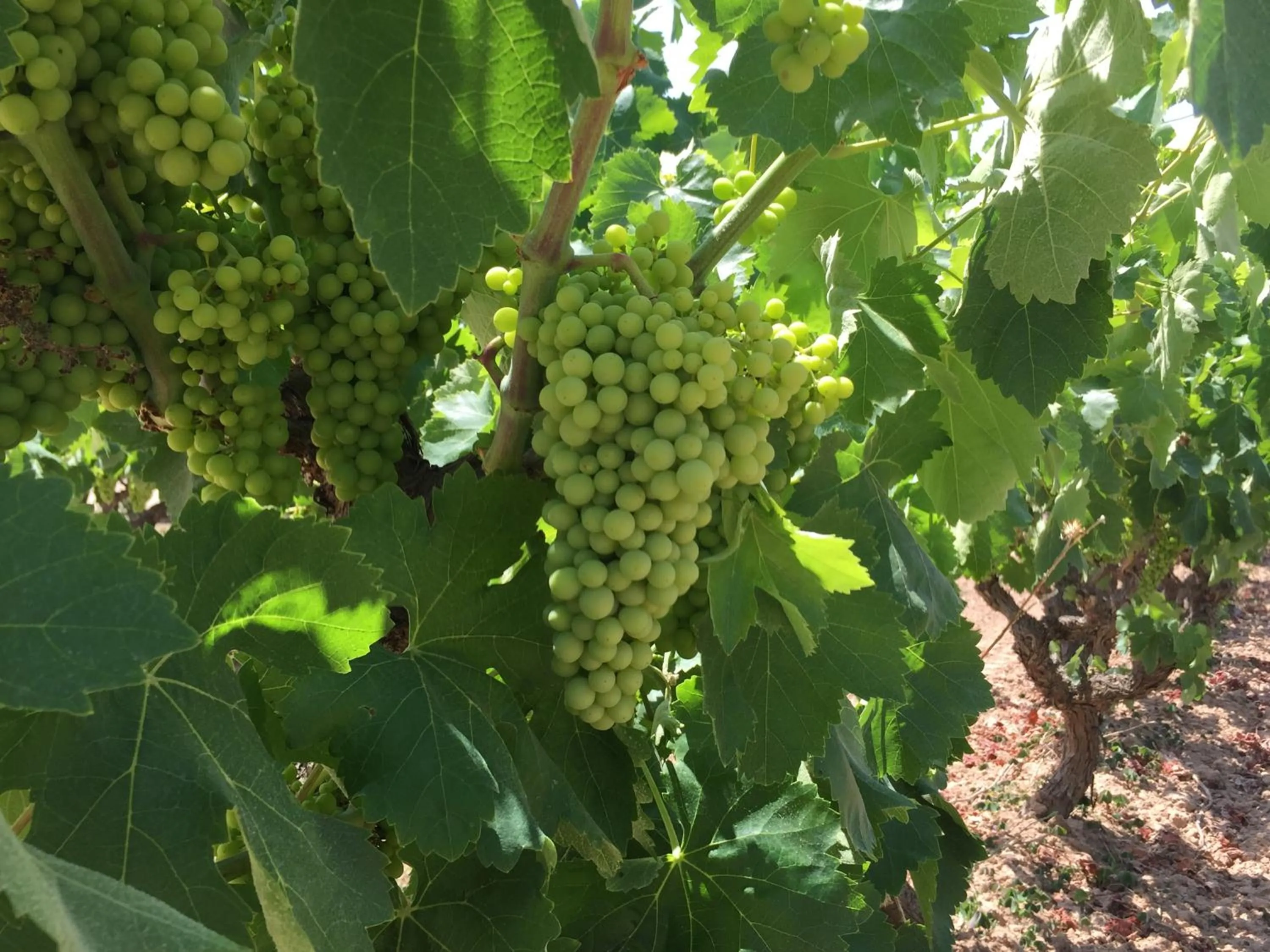 Property building in Masia Can Canyes & Spa