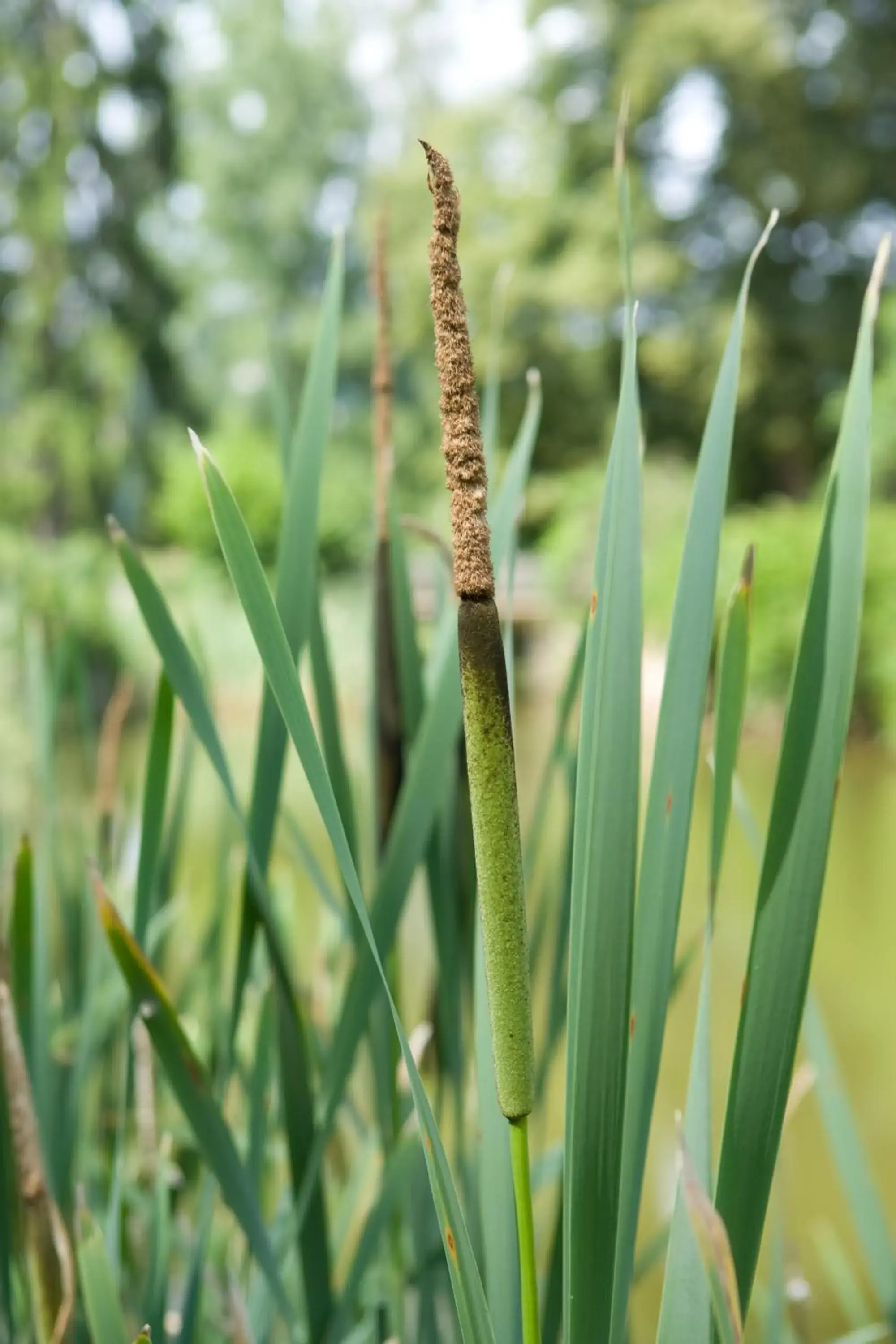 Facade/entrance in Logis Hôtel-Restaurant Auberge d'Imsthal Facade/entrance in Logis Hôtel-Restaurant Auberge d'Imsthal
