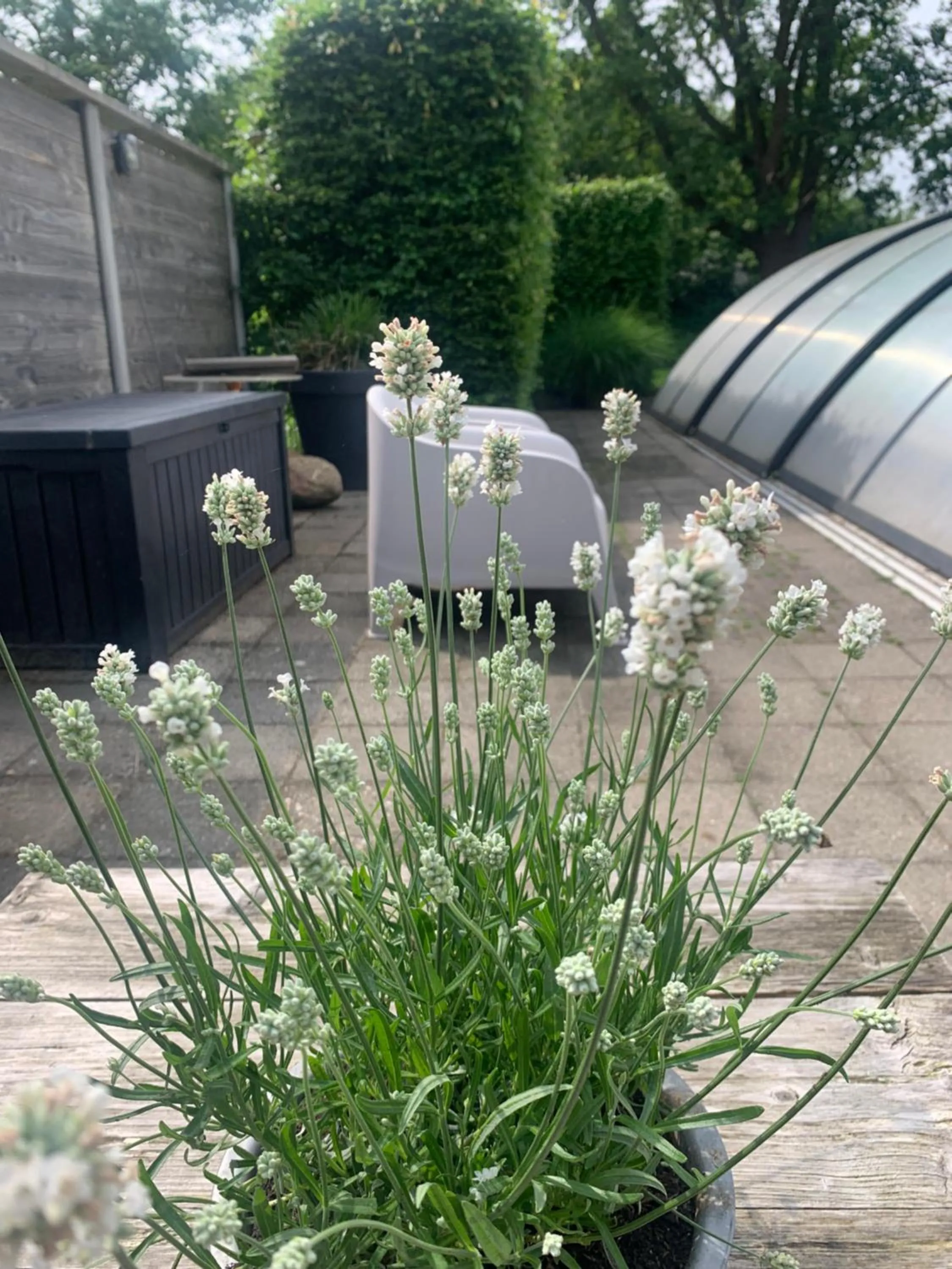 Day in Bed and Breakfast Bedstay op 8