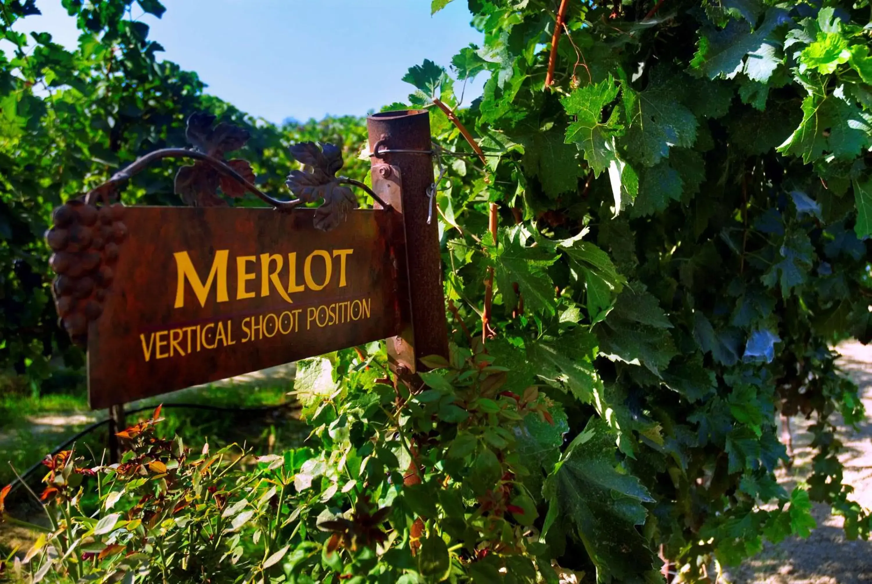 Property building in Hampton Inn & Suites Lodi Property building in Hampton Inn & Suites Lodi