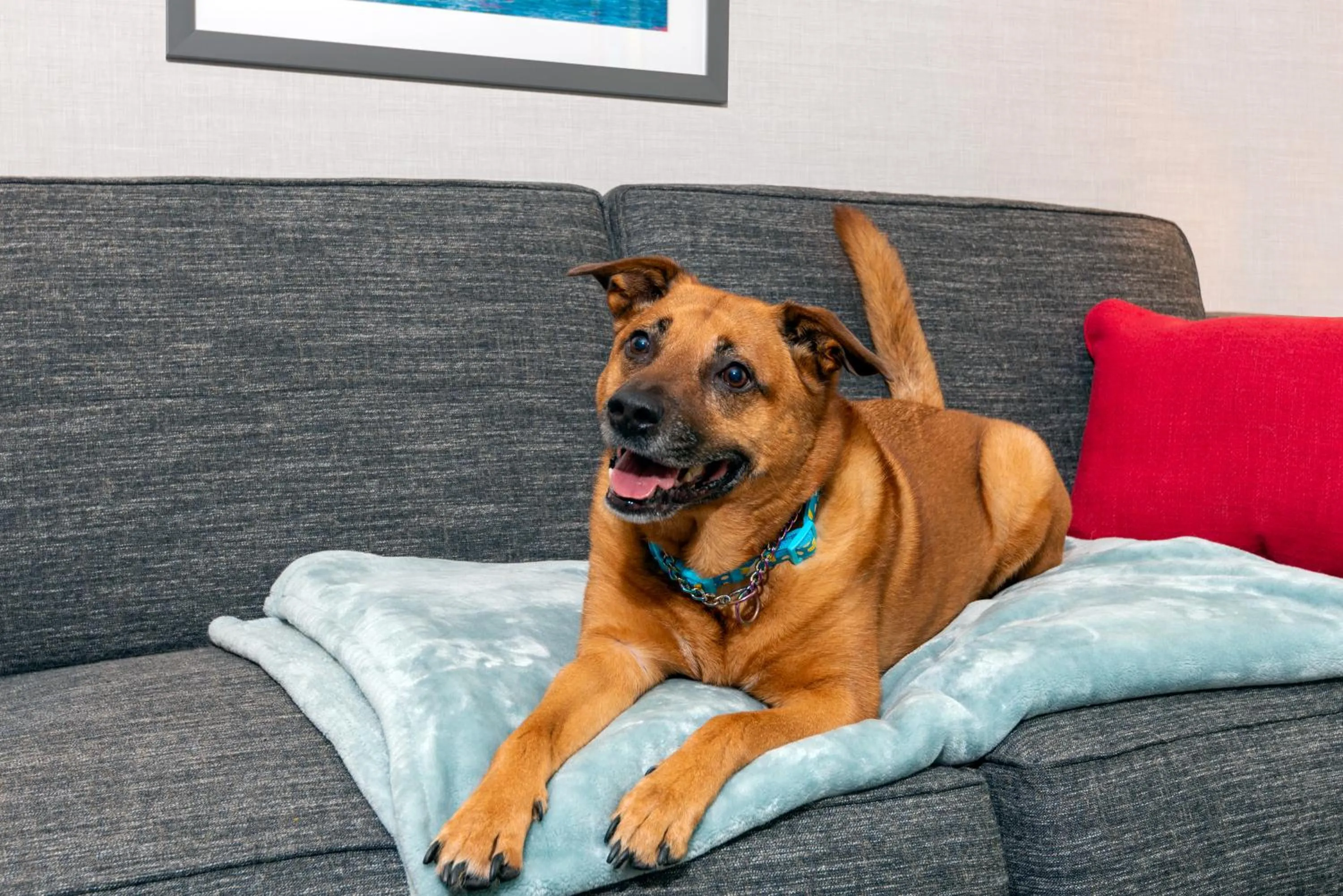 pet friendly in Hampton Inn Coventry-Warwick Area