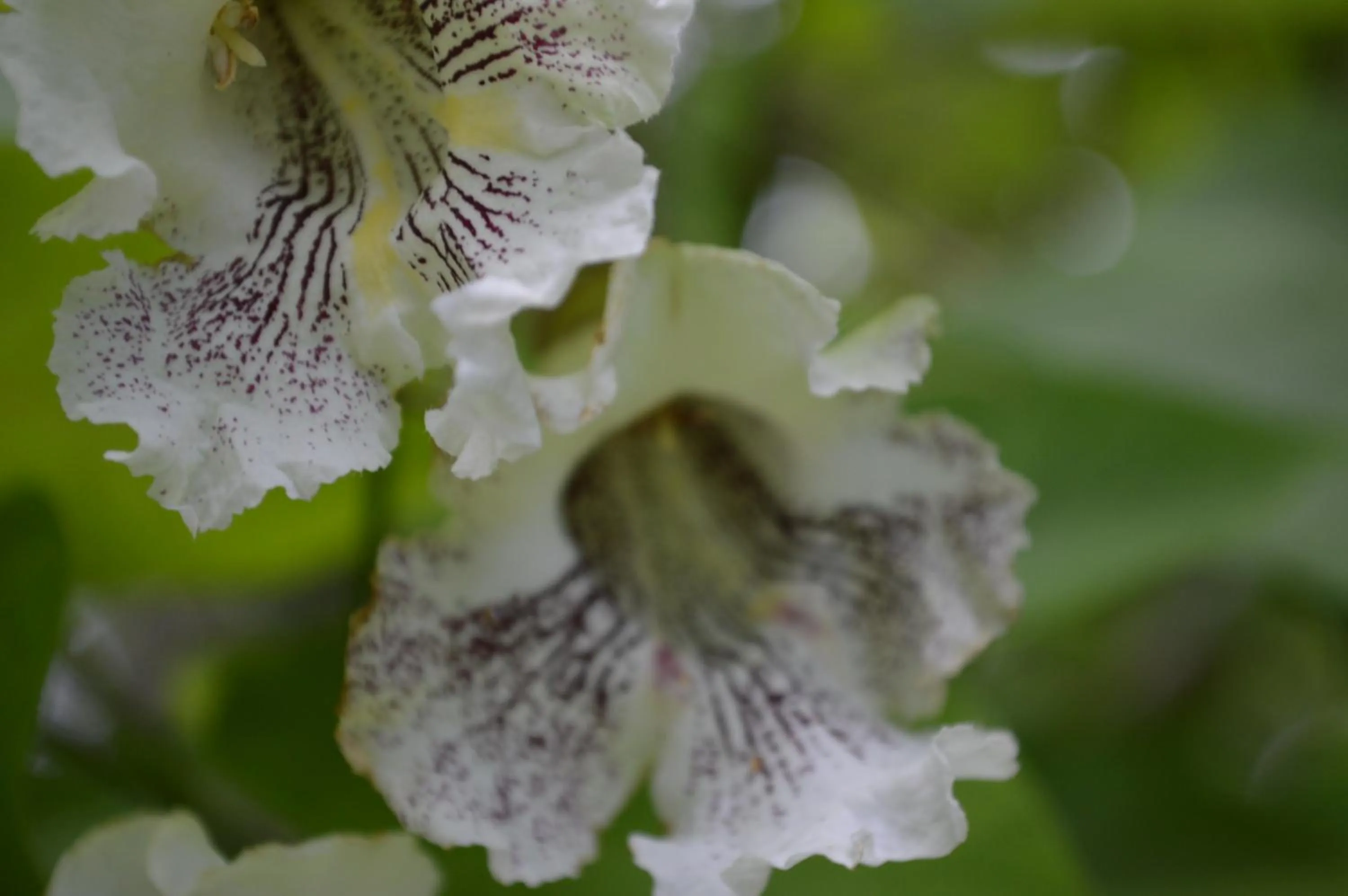 Other, Other Animals in La Maison Collins B&B