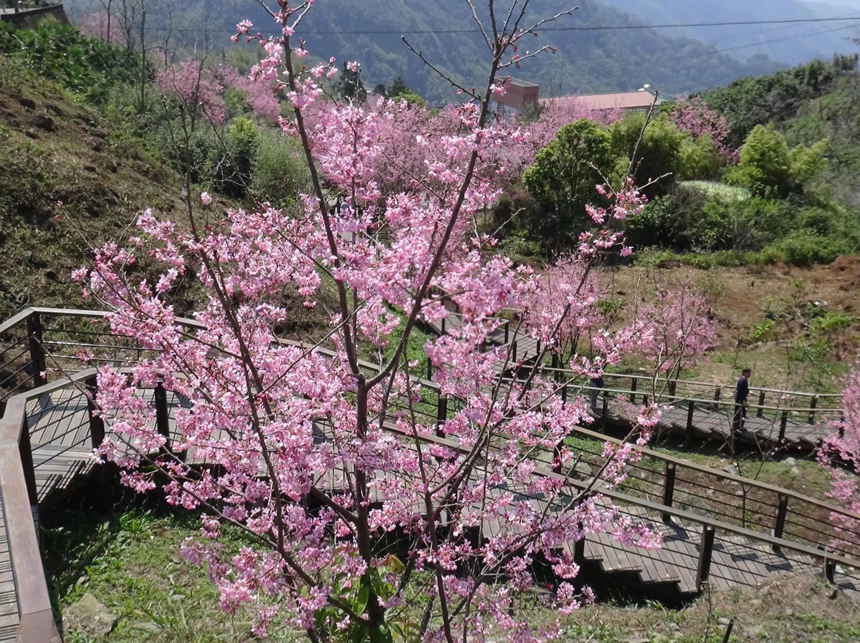 Spring in Ming Yang B&B
