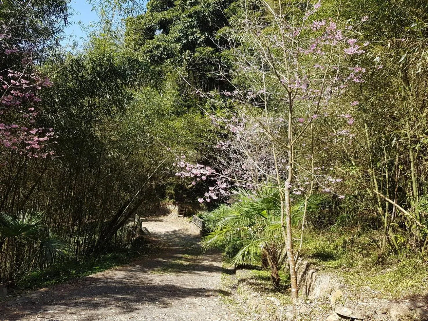 Spring in Ming Yang B&B