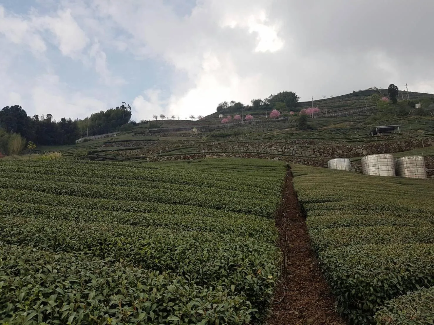 View (from property/room) in Ming Yang B&B