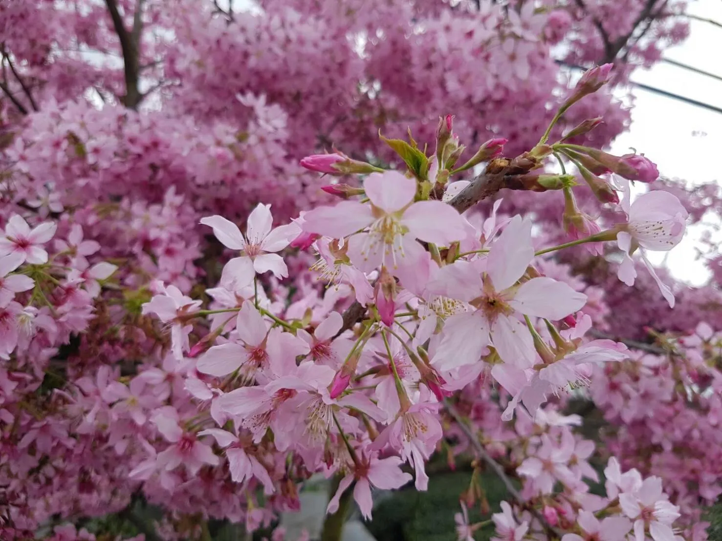 View (from property/room) in Ming Yang B&B