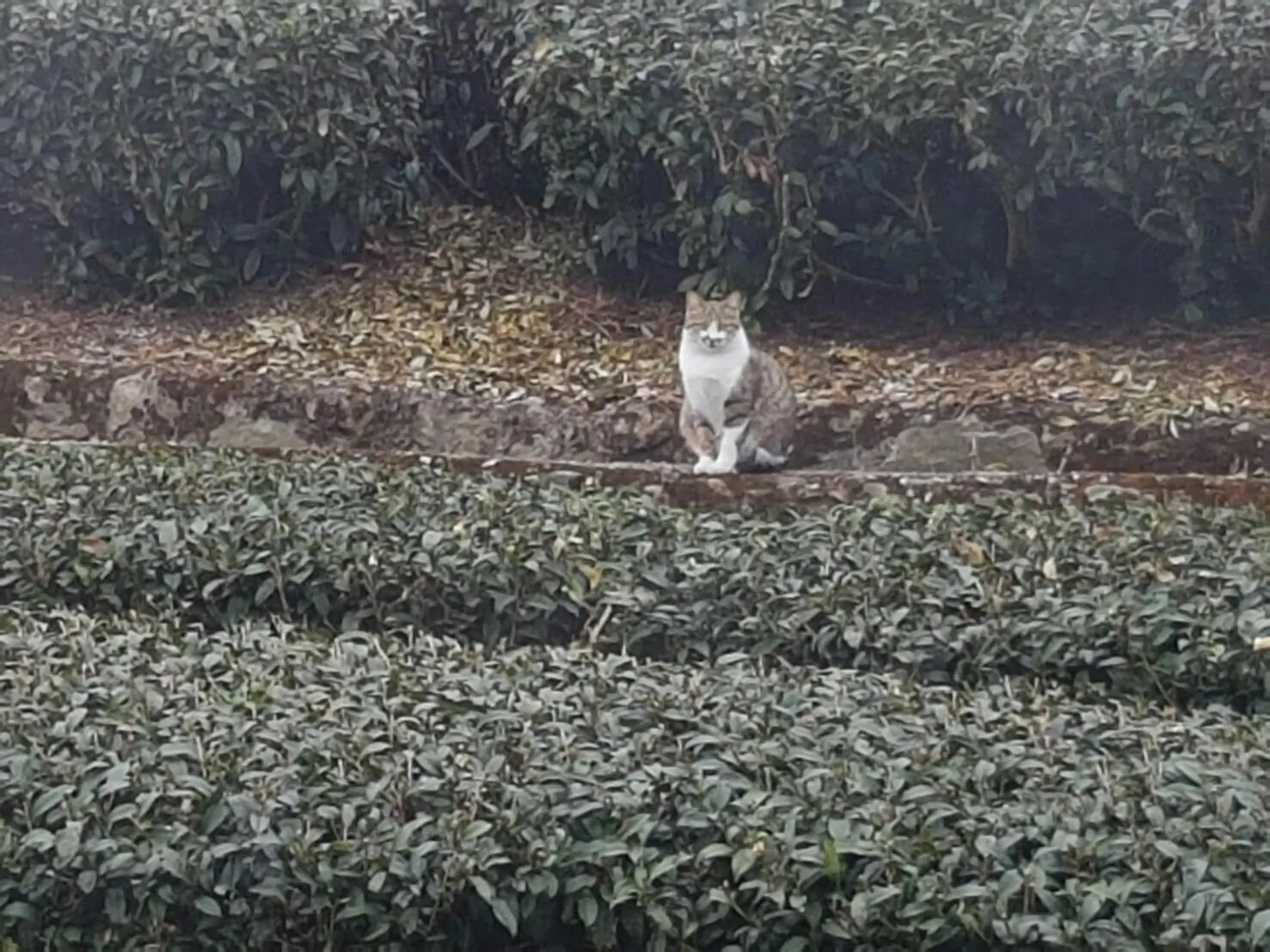 View (from property/room) in Ming Yang B&B