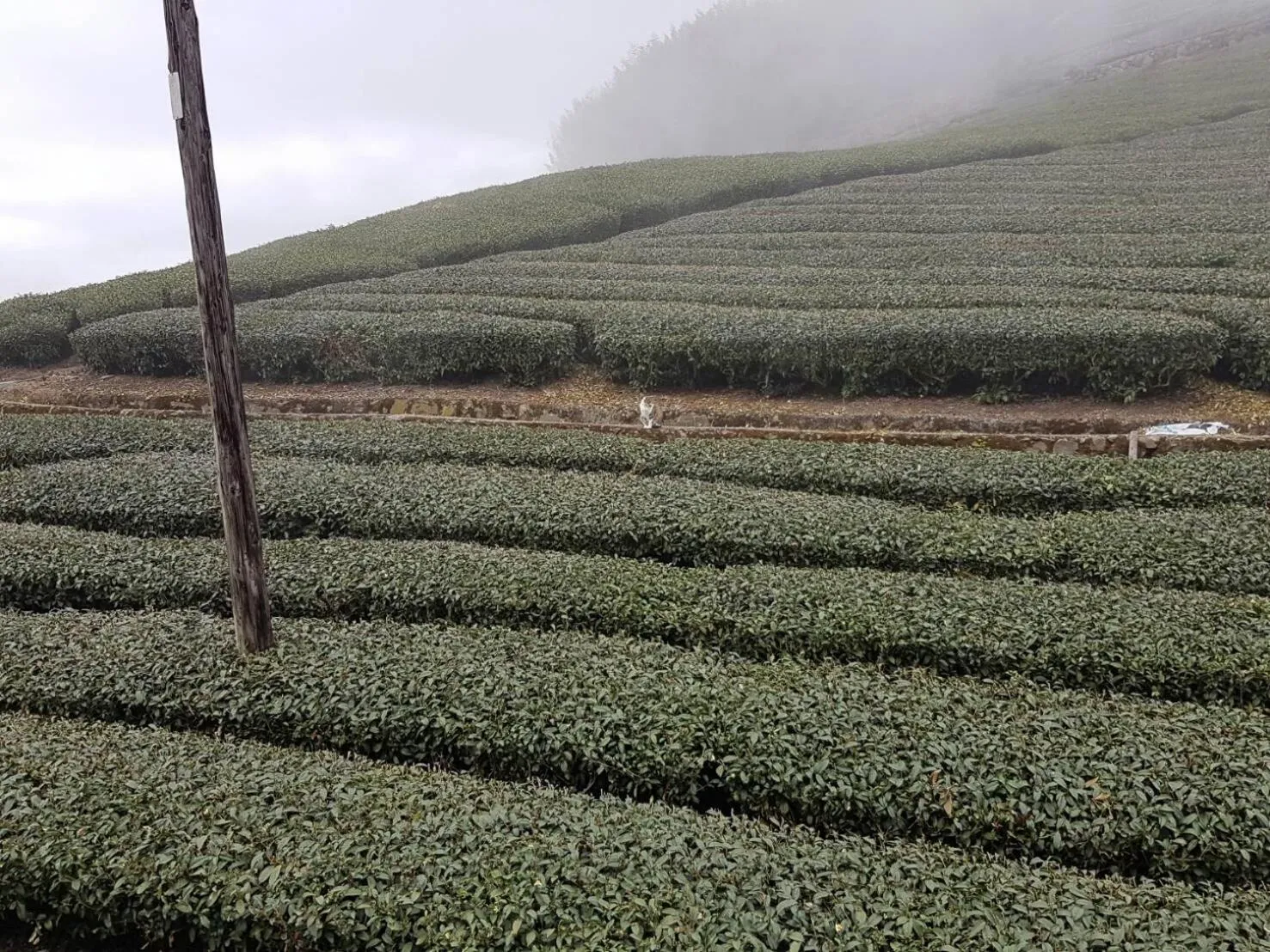View (from property/room) in Ming Yang B&B