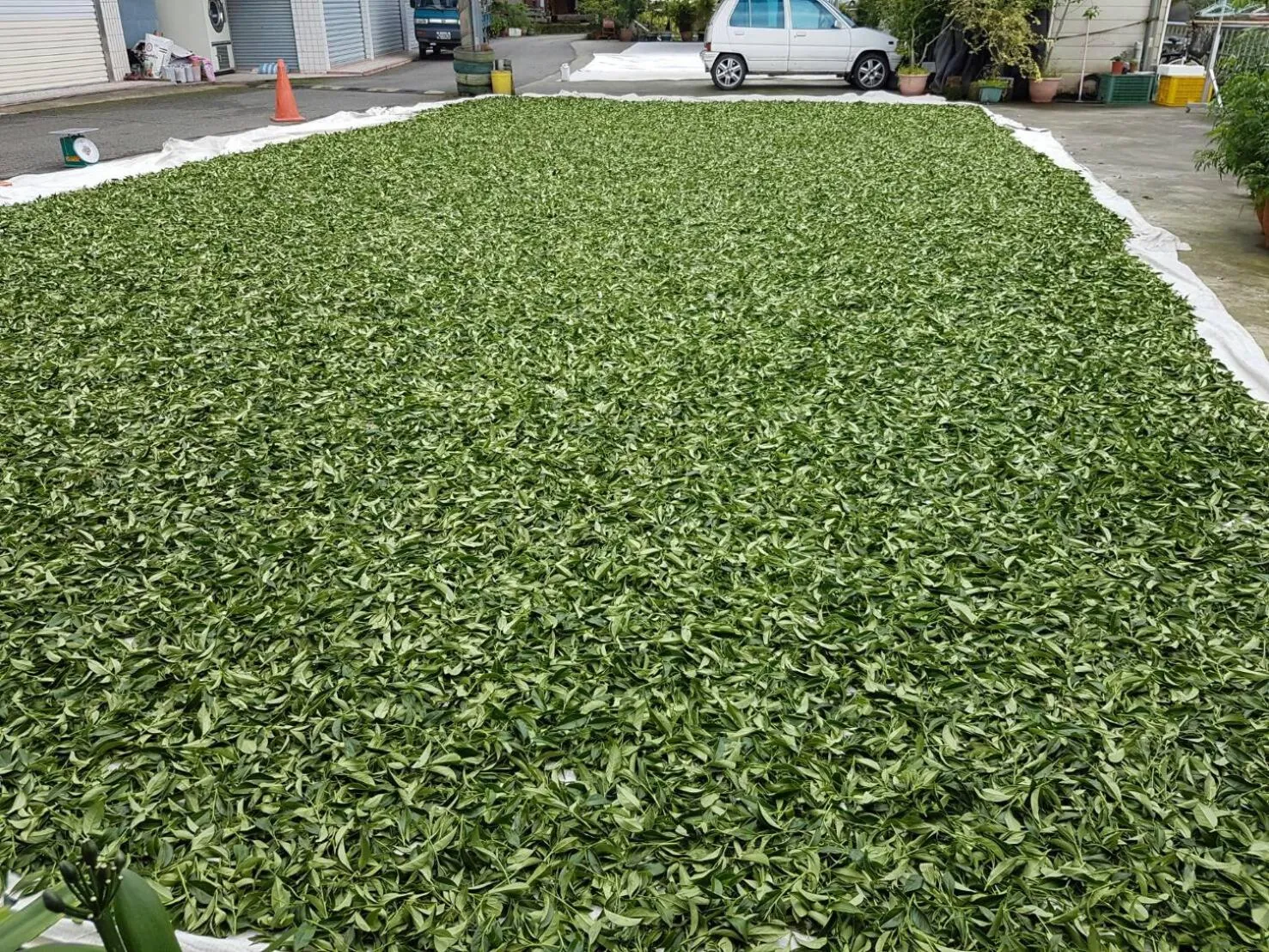 Spring in Ming Yang B&B